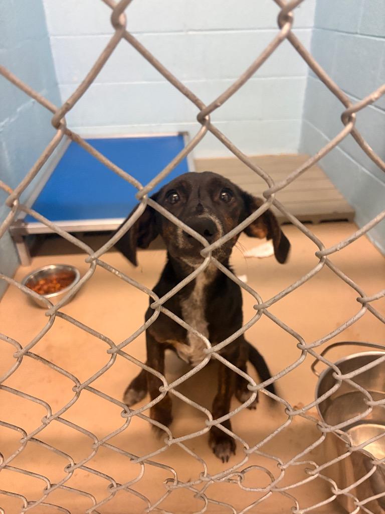 Enlarge Jenni, a Adoptable mixed breed in Blountville, TN image 2/2