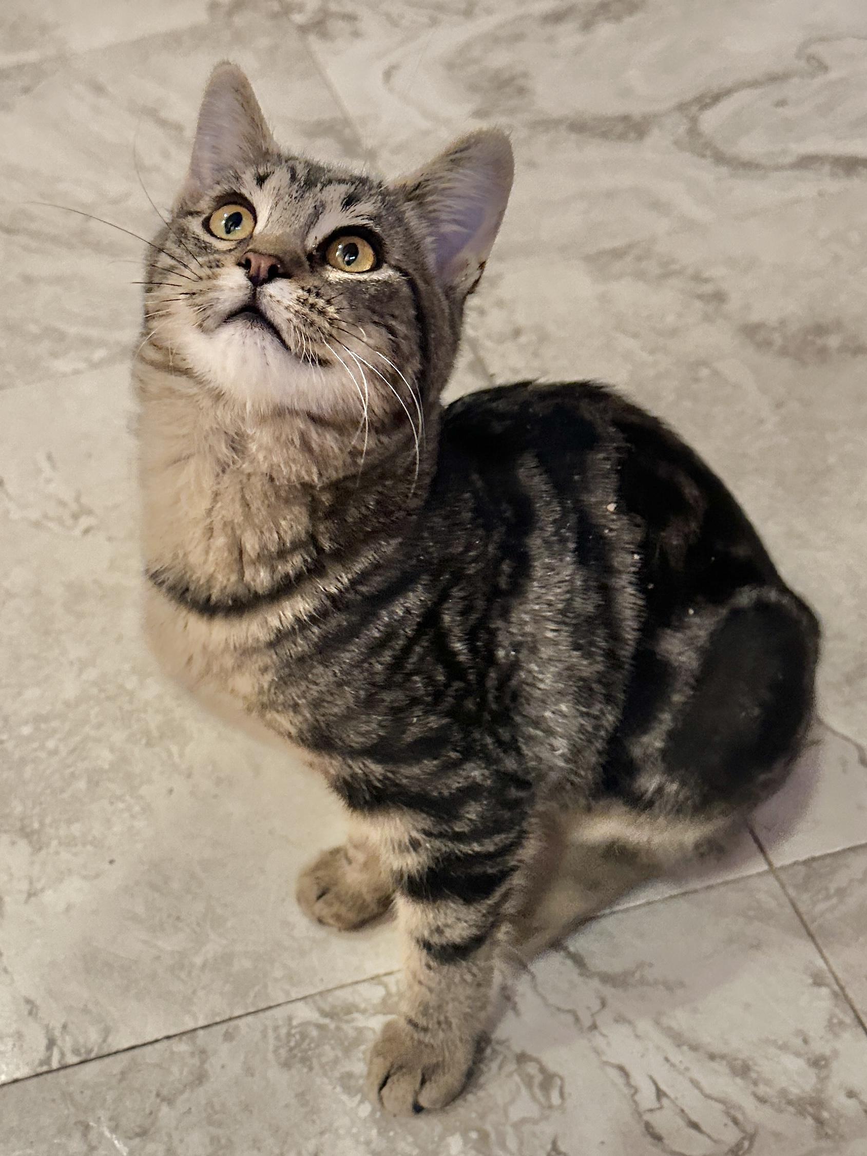 Gloria Swanson, Adoptable, Kitten Female Domestic Short Hair.