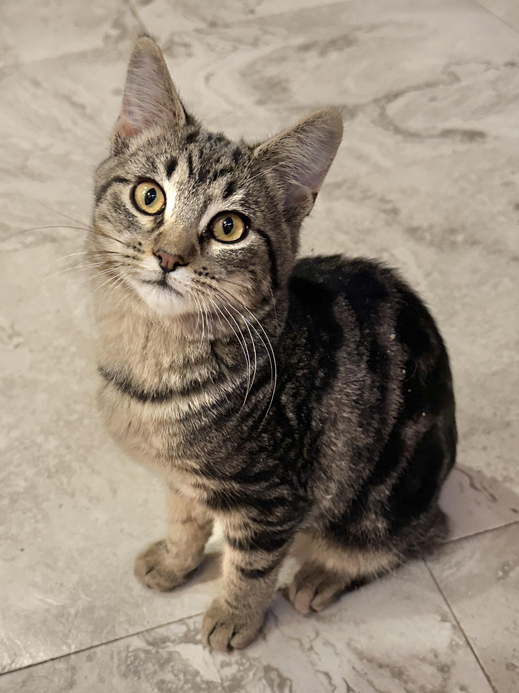 Enlarge Gloria Swanson, a Adoptable Domestic Short Hair in Milwaukee, WI image 4/6