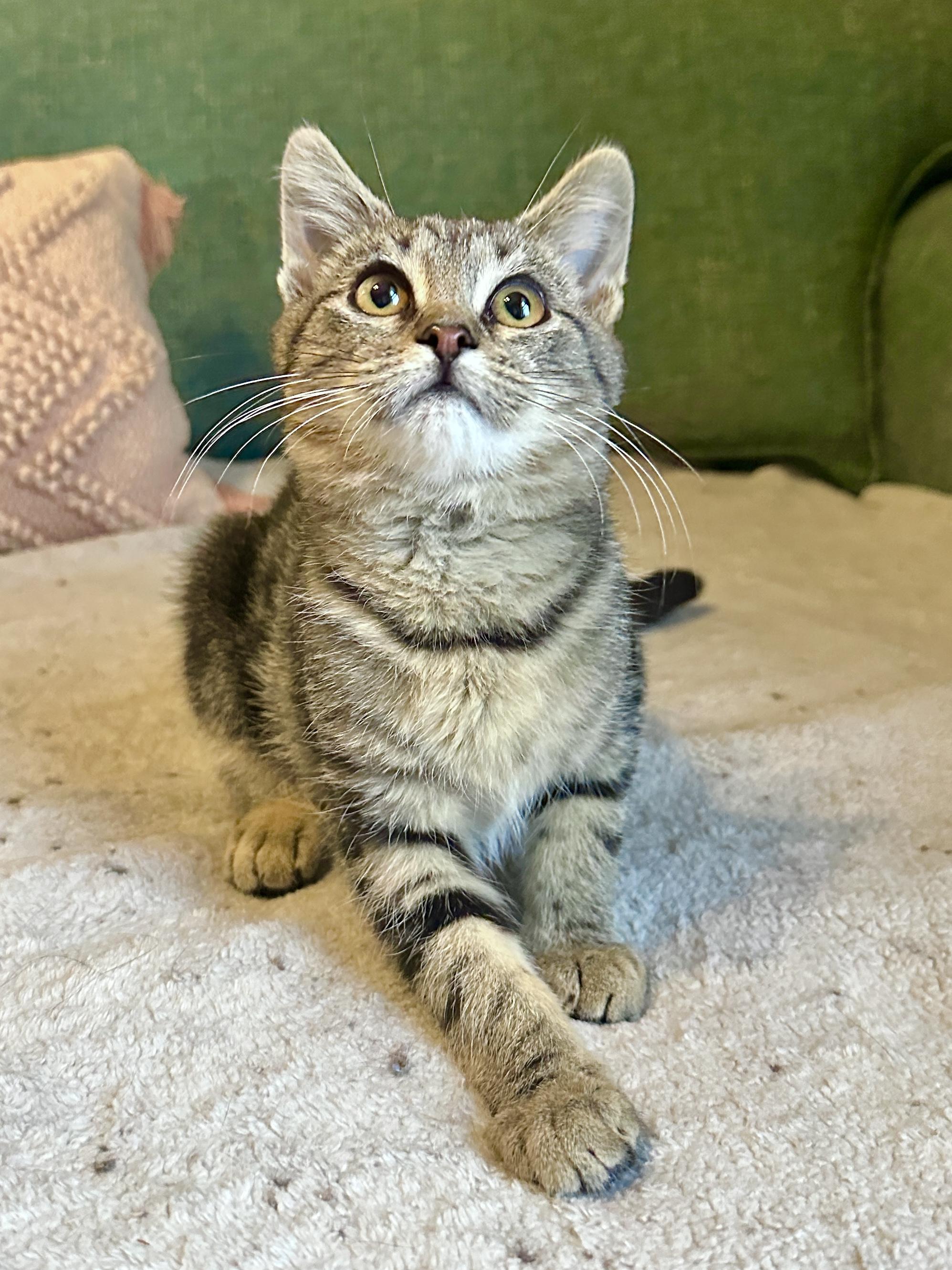 Enlarge Gloria Swanson, a Adoptable Domestic Short Hair in Milwaukee, WI image 5/6