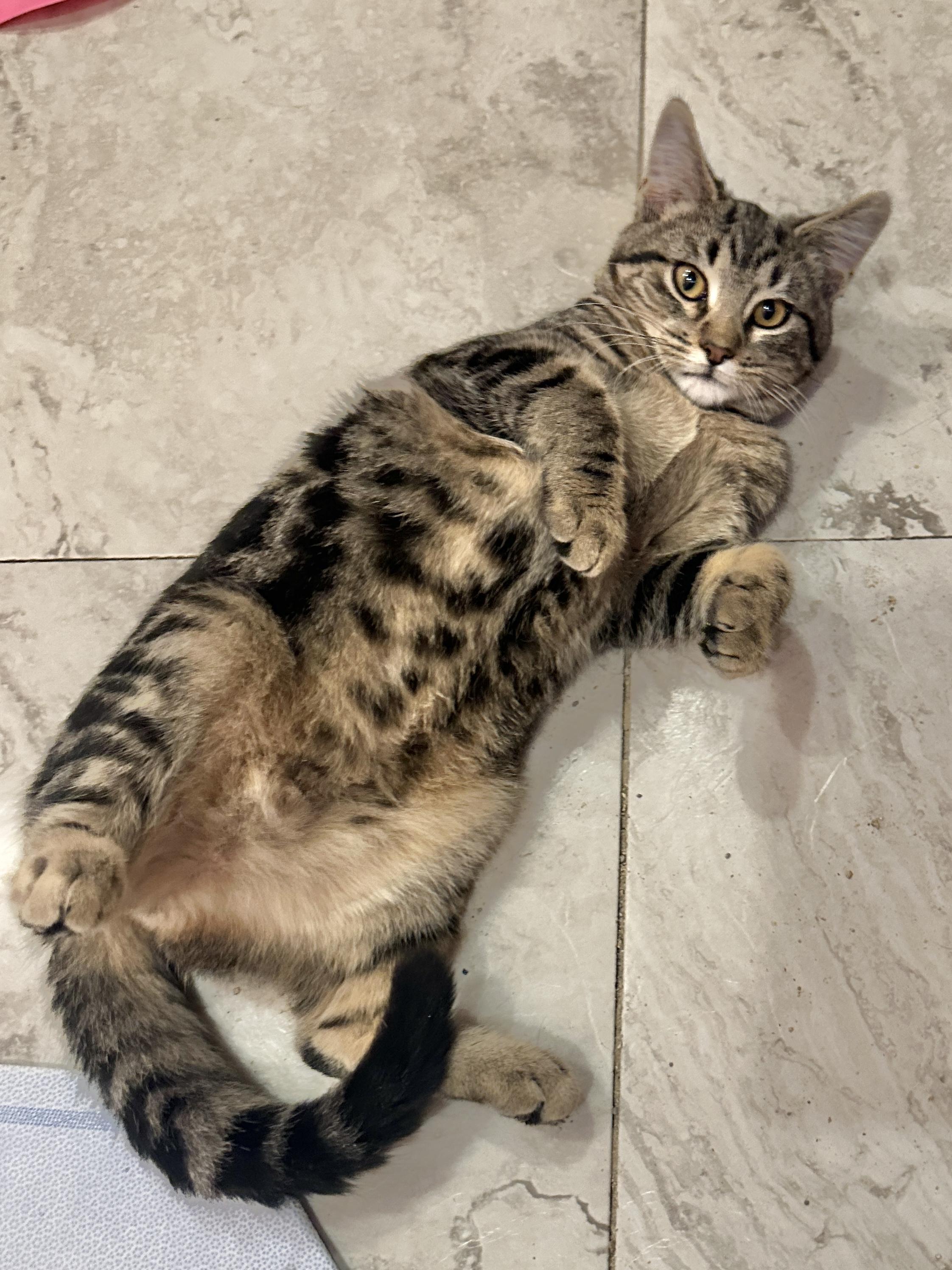 Enlarge Gloria Swanson, a Adoptable Domestic Short Hair in Milwaukee, WI image 2/6