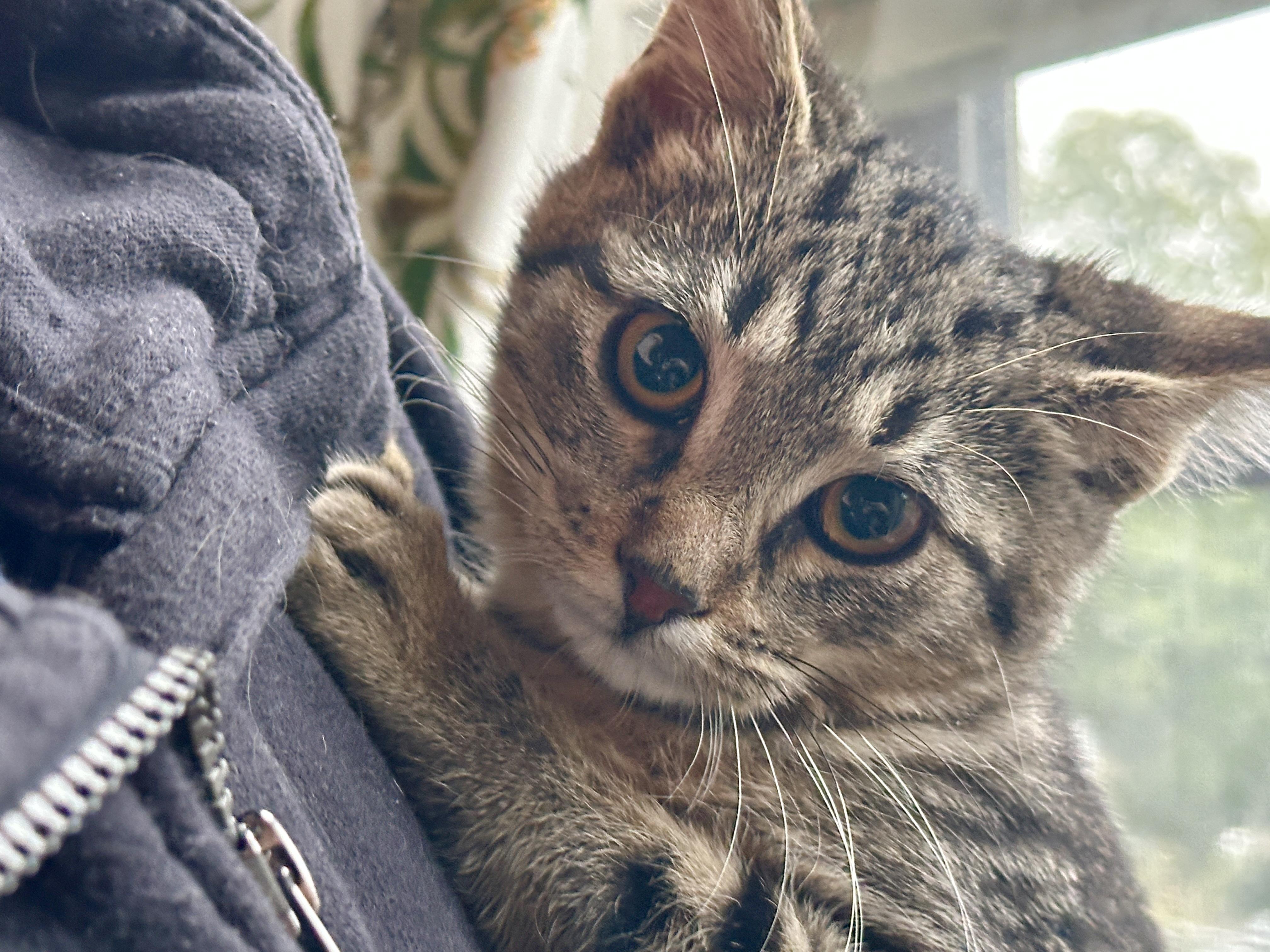 Enlarge Gloria Swanson, a Adoptable Domestic Short Hair in Milwaukee, WI image 3/6