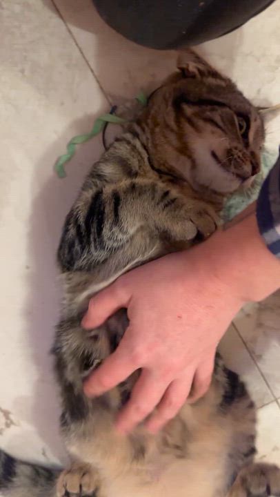 Enlarge Gloria Swanson, a Adoptable Domestic Short Hair in Milwaukee, WI video 6/6