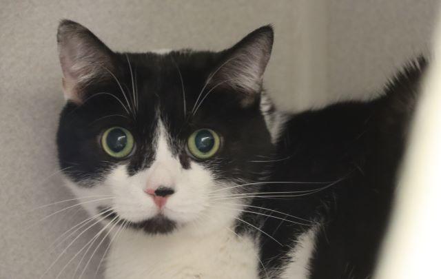 MILTON* — thumbnail 2