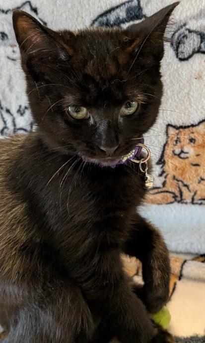 Enlarge Carnita, a Adoptable Domestic Short Hair in Indianapolis, IN image 2/3