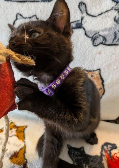 Enlarge Carnita, a Adoptable Domestic Short Hair in Indianapolis, IN image 1/3