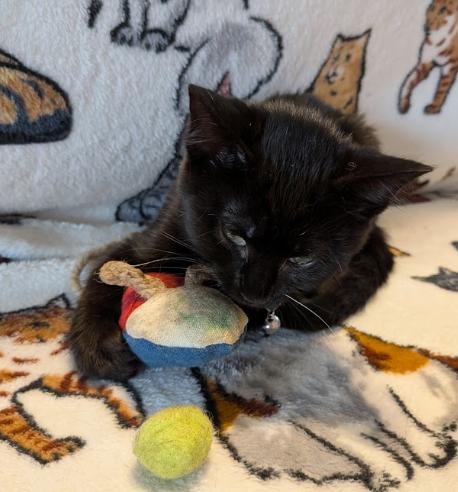 Enlarge Carnita, a Adoptable Domestic Short Hair in Indianapolis, IN image 3/3
