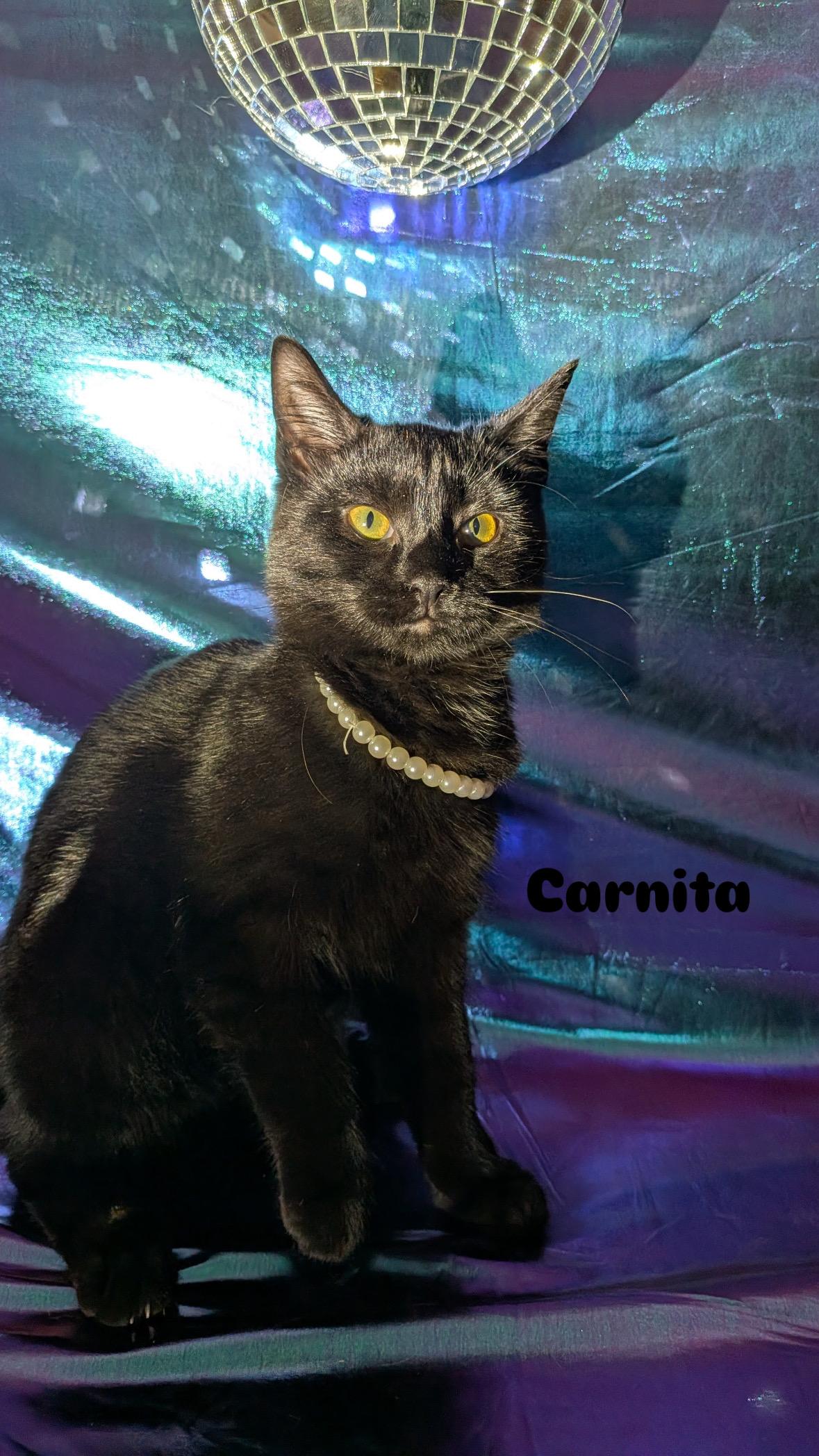 Enlarge Carnita, a Adoptable Domestic Short Hair in Indianapolis, IN image 1/4