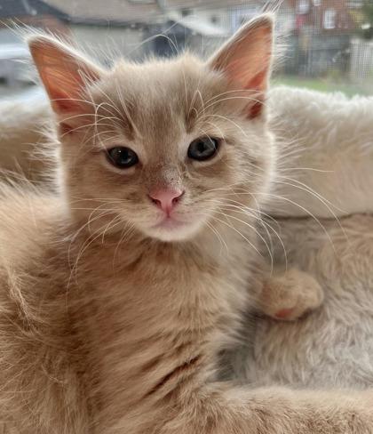Benson, an adopted mixed breed in Toronto, ON image 2/6