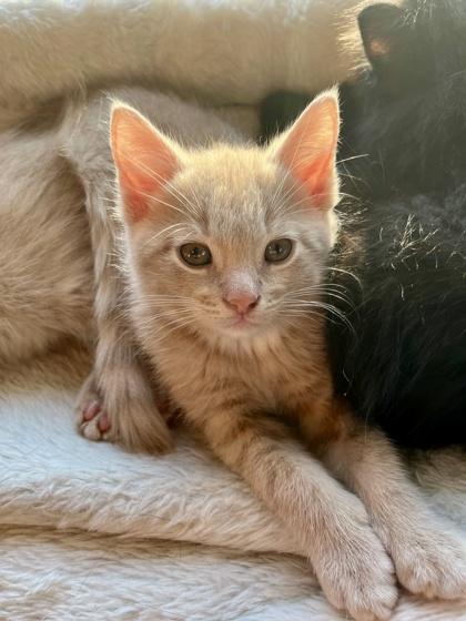 Benson, an adopted mixed breed in Toronto, ON image 4/6