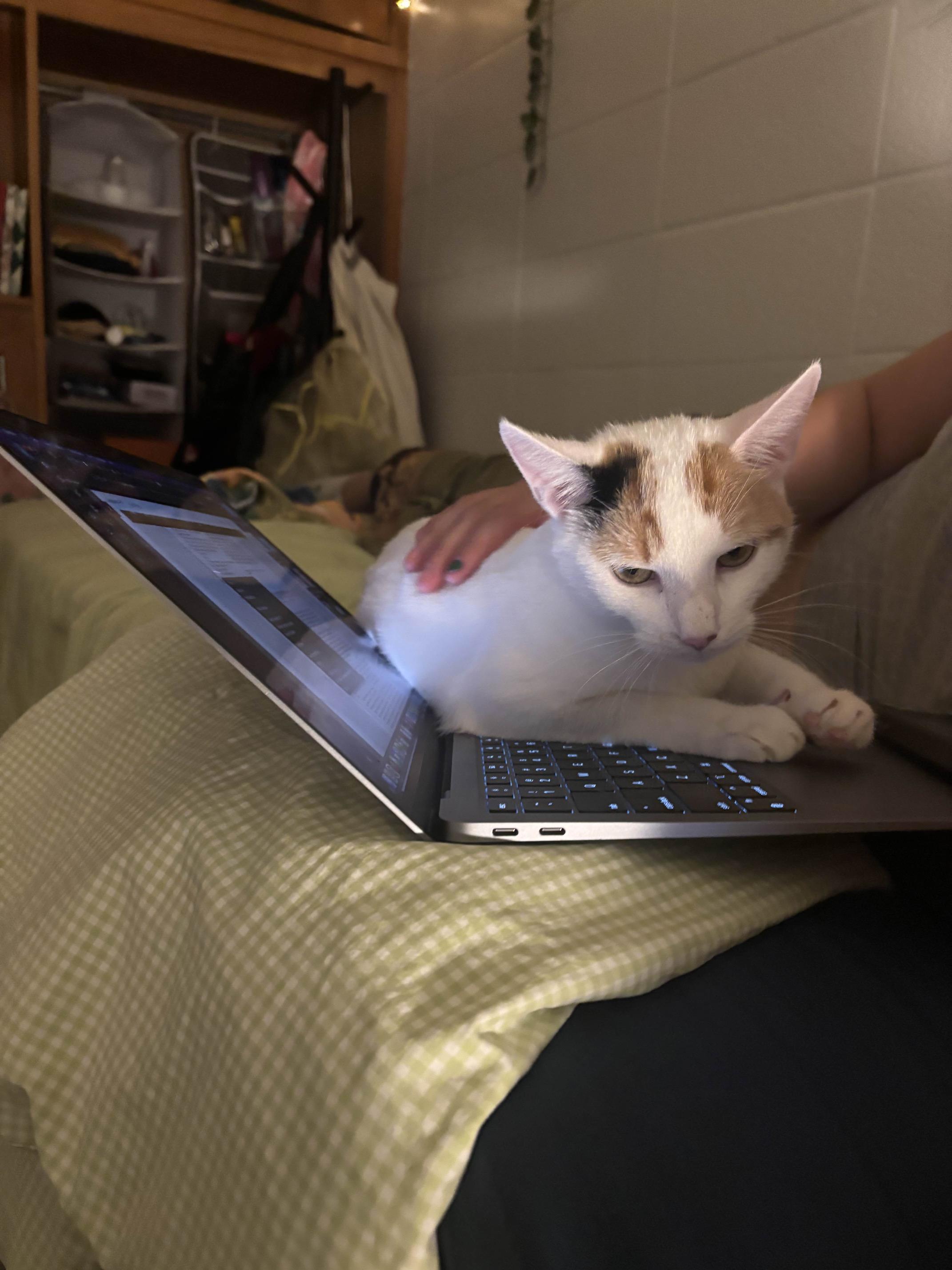 Clementine, a Adoptable Calico in Oberlin, OH image 2/6