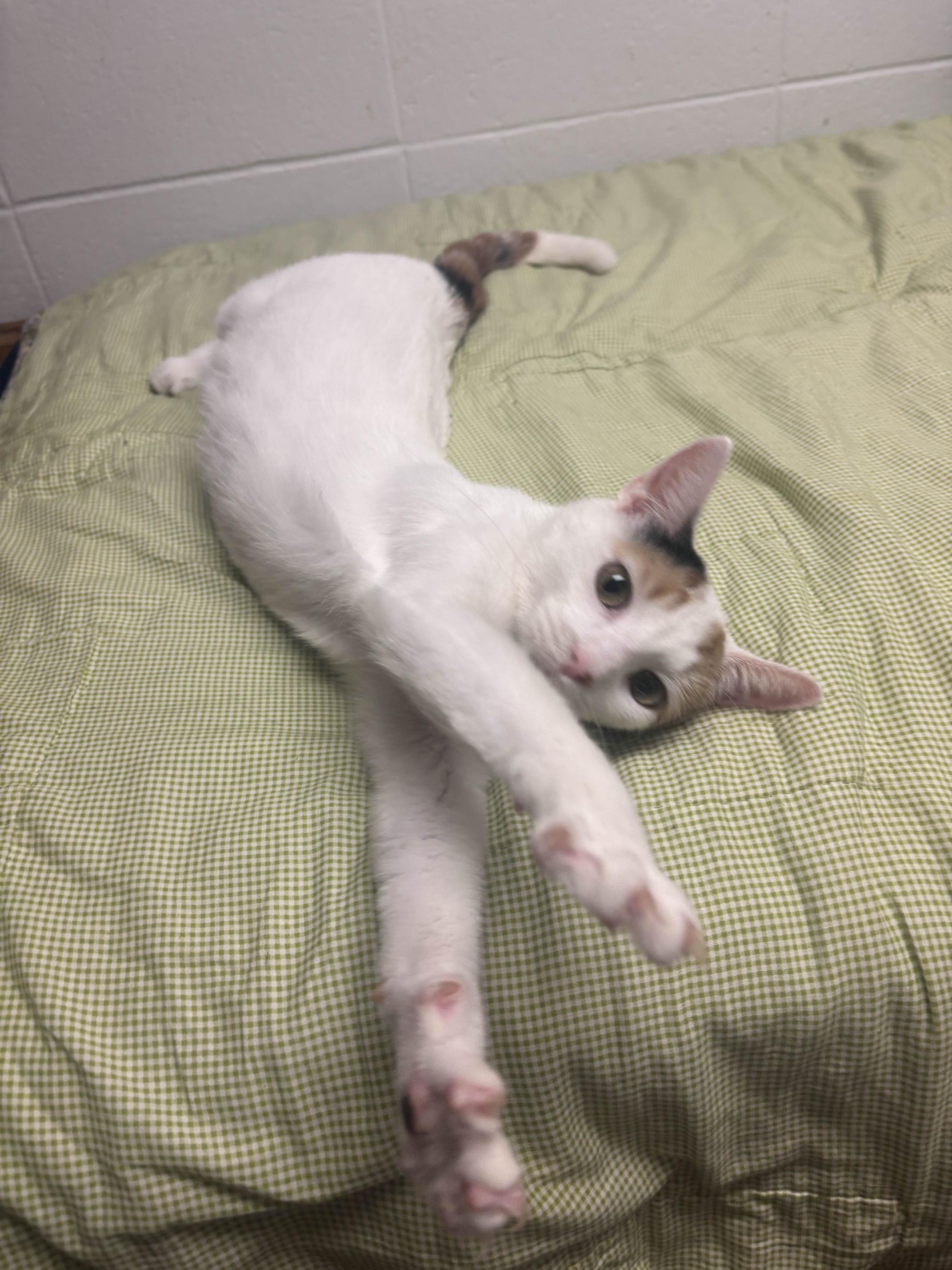 Clementine, a Adoptable Calico in Oberlin, OH image 4/6