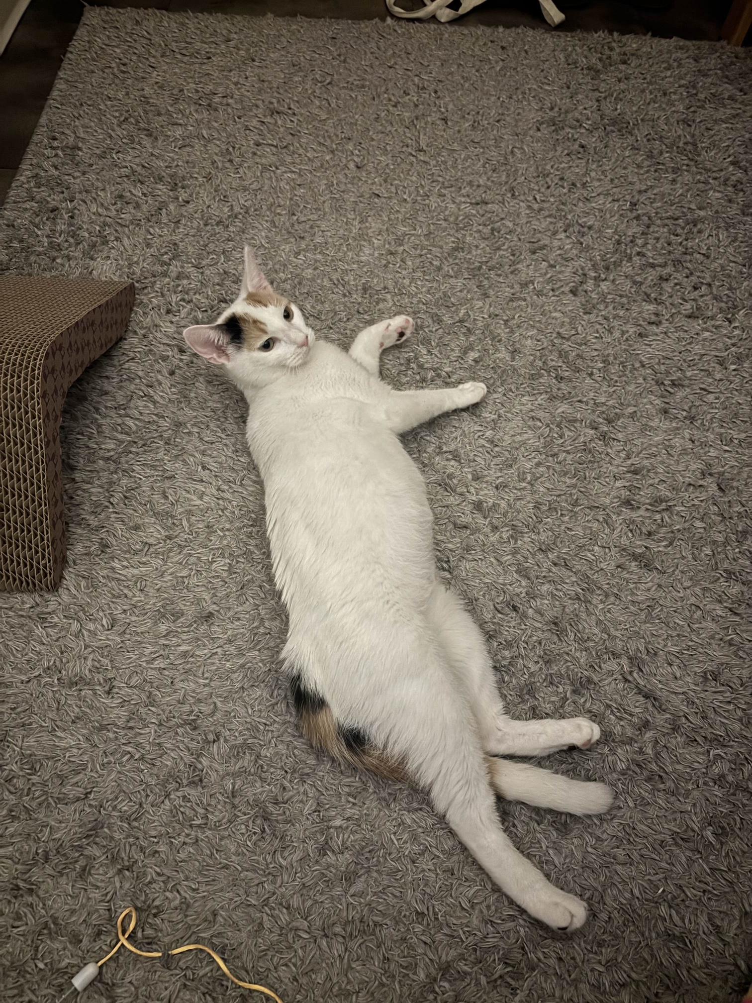 Clementine, a Adoptable Calico in Oberlin, OH image 3/6