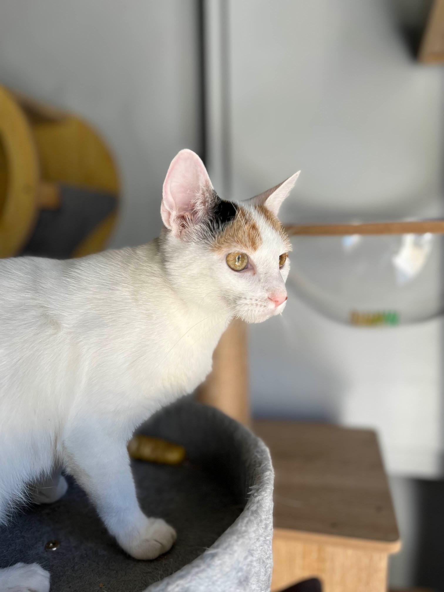 Clementine, a Adoptable Calico in Oberlin, OH image 6/6