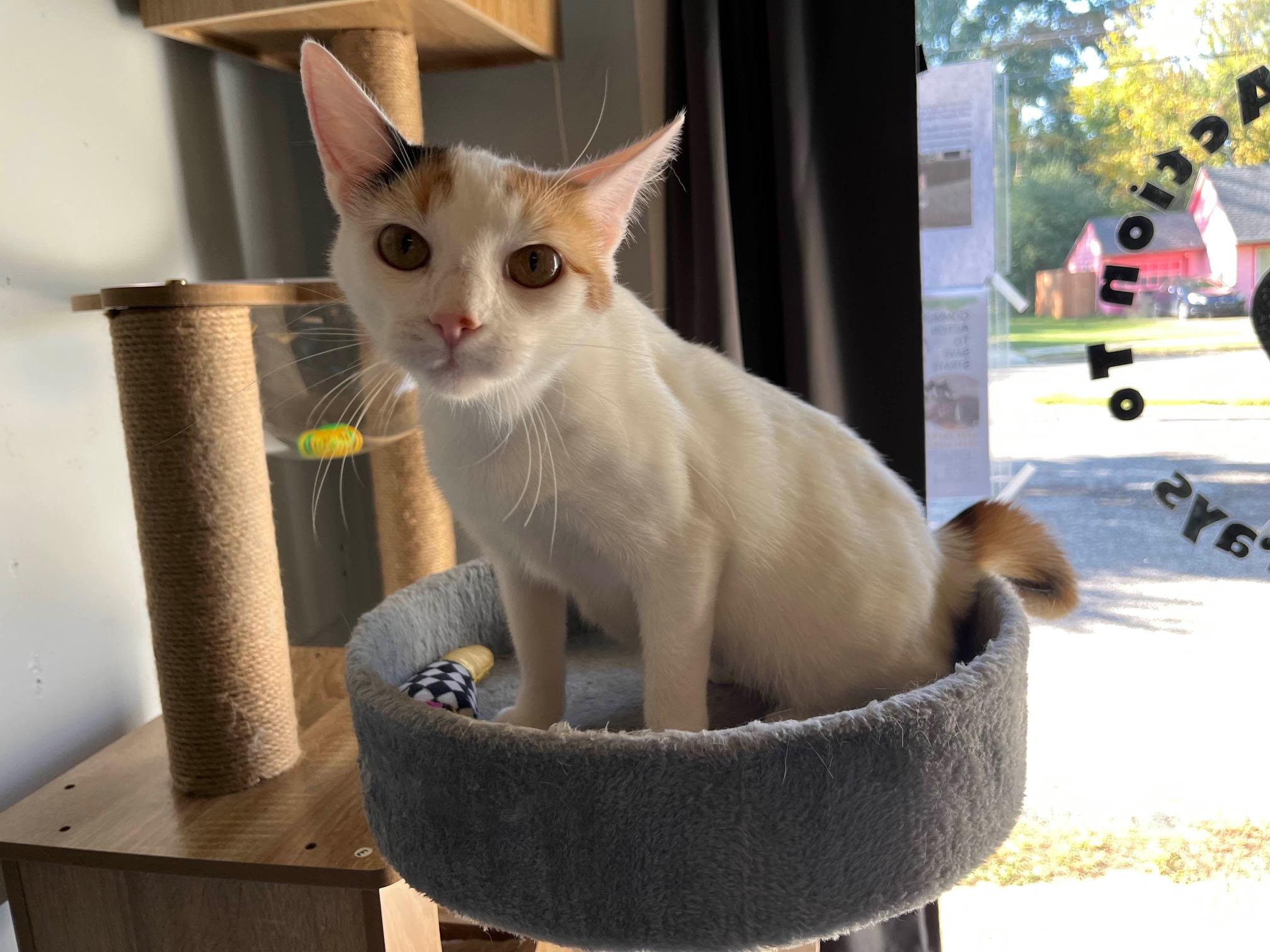 Clementine, Adoptable, Young Female Calico.