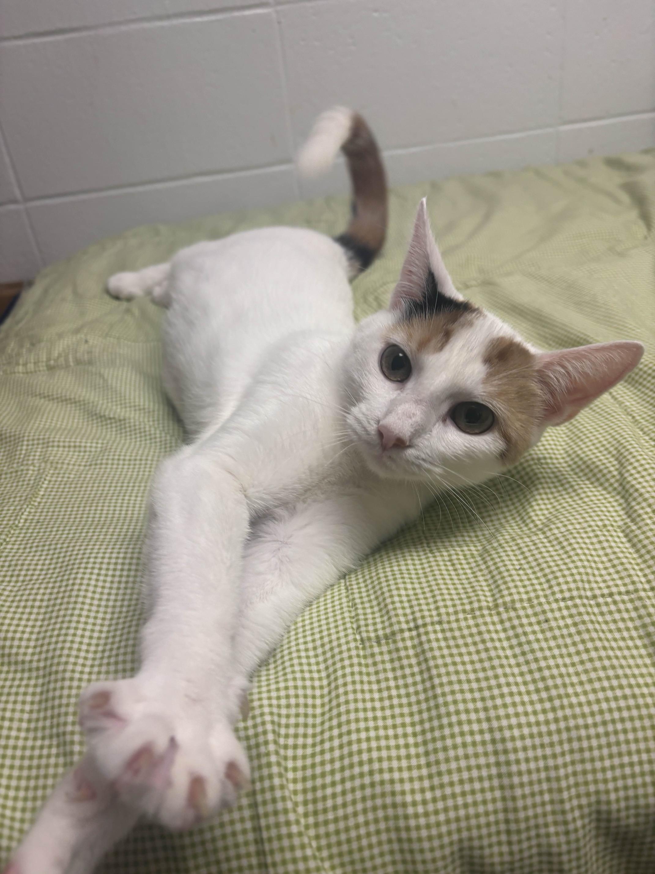 Clementine, Adoptable, Young Female Calico.