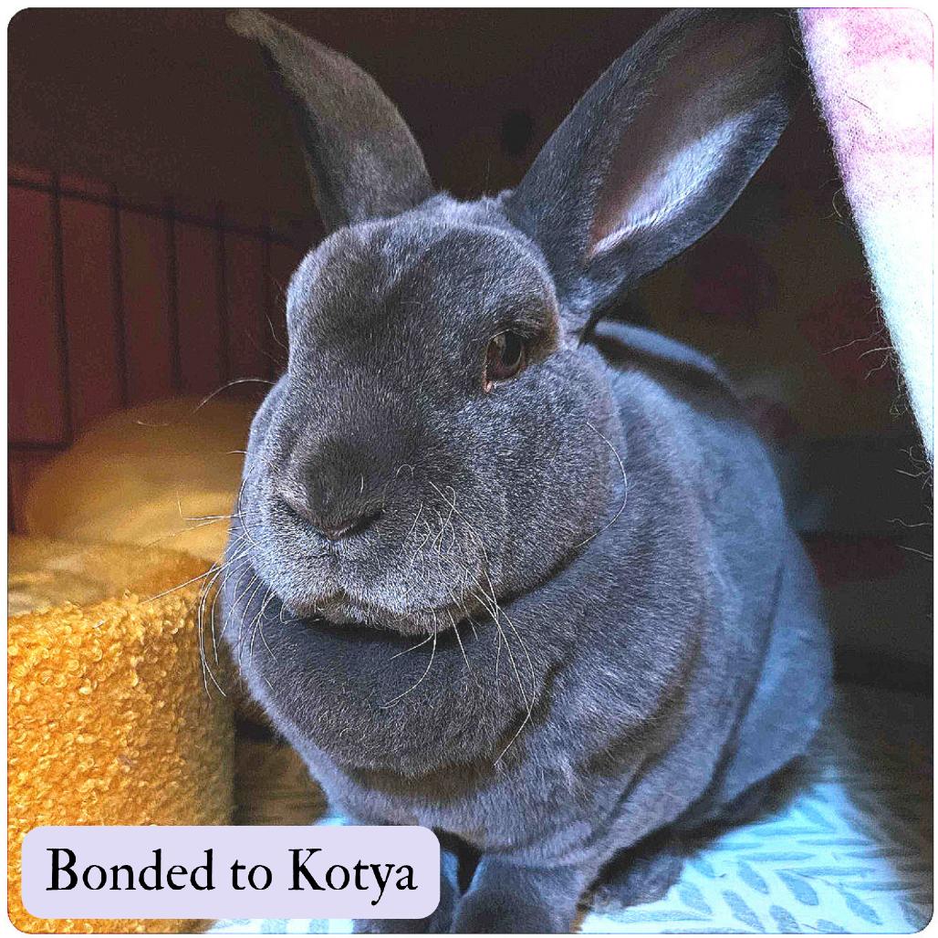 Pette, Adoptable, Senior Male Mini Rex.