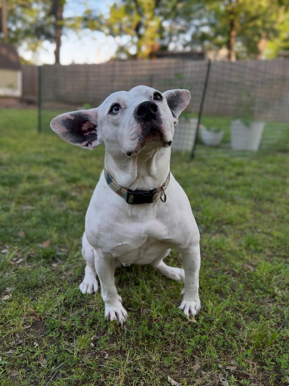 Enlarge Zero, a ADOPTABLE Mixed Breed in Memphis, TN image 2/3