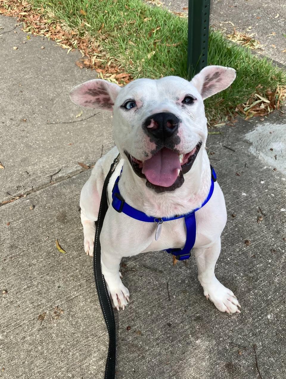 Zero, ADOPTABLE, Adult Male Mixed Breed.