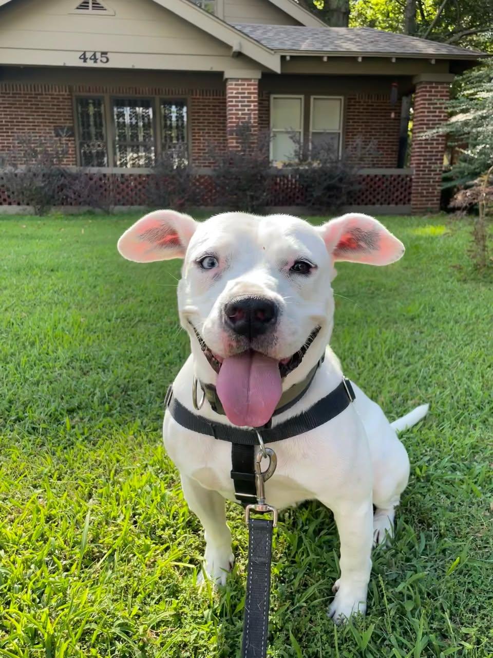 Enlarge Zero, a ADOPTABLE Mixed Breed in Memphis, TN image 3/3
