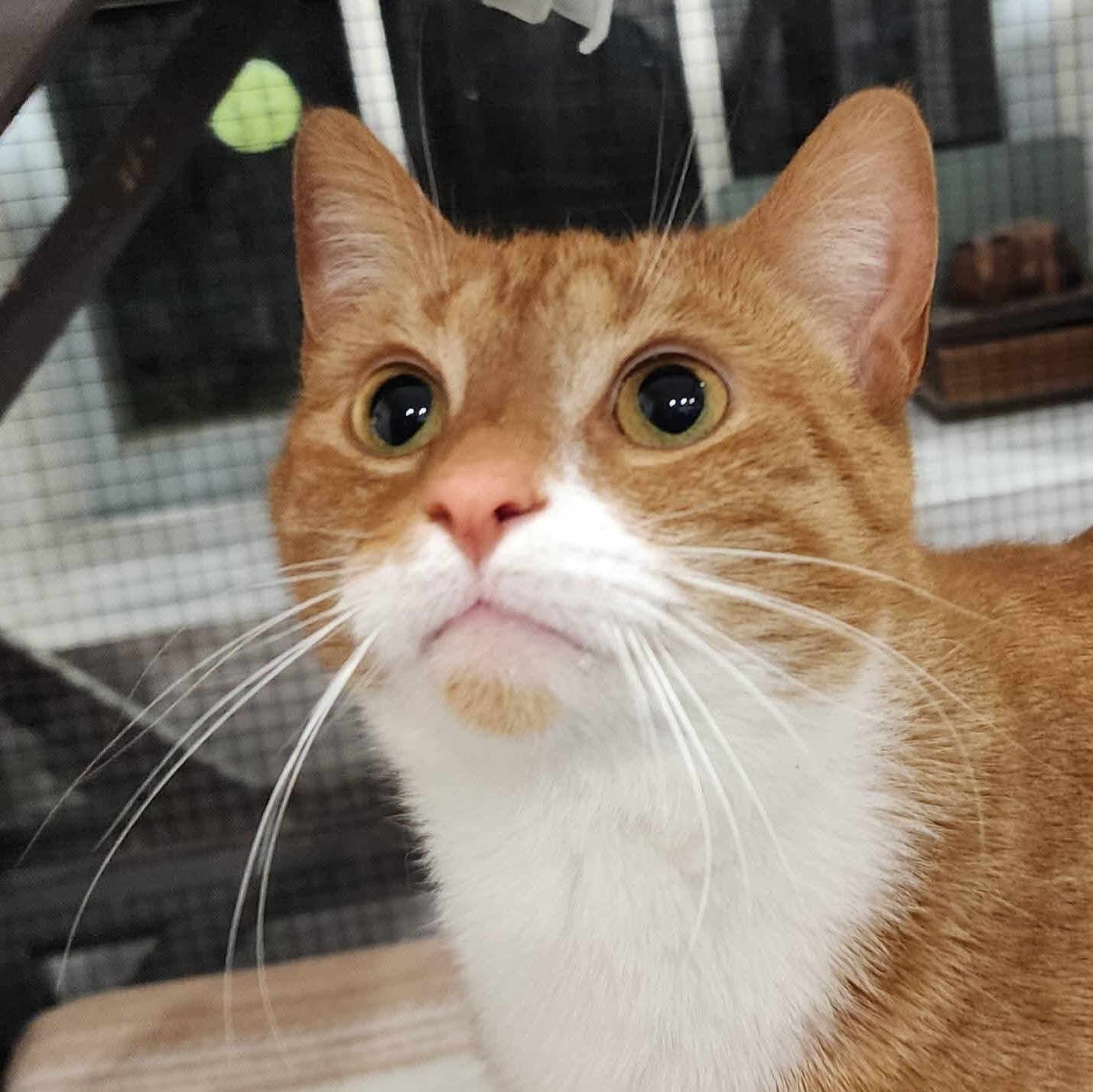 Spaghetti, ADOPTABLE, Adult Male Tabby.