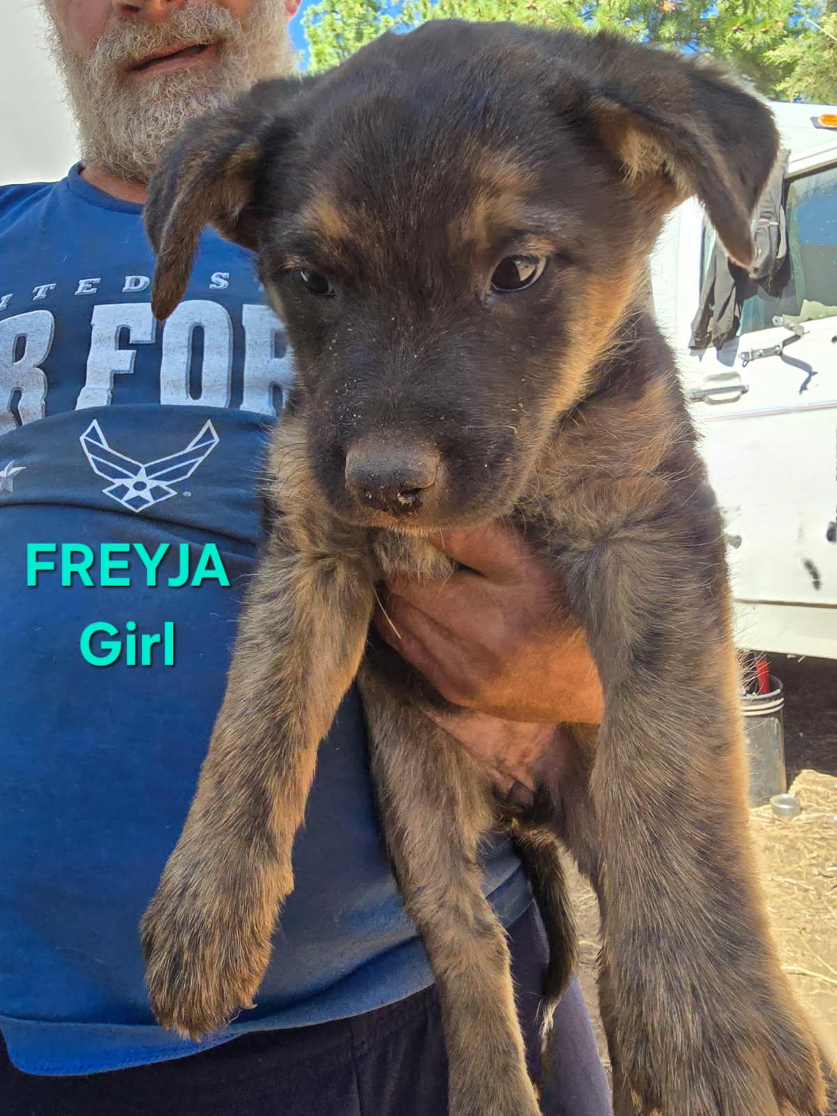 Freyja, an adoptable Dutch Shepherd in Klamath Falls, OR, 97603 | Photo Image 1