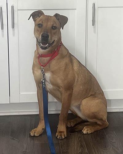 Bailey 2, a ADOPTABLE mixed breed in Lake Wylie, SC image 3/5