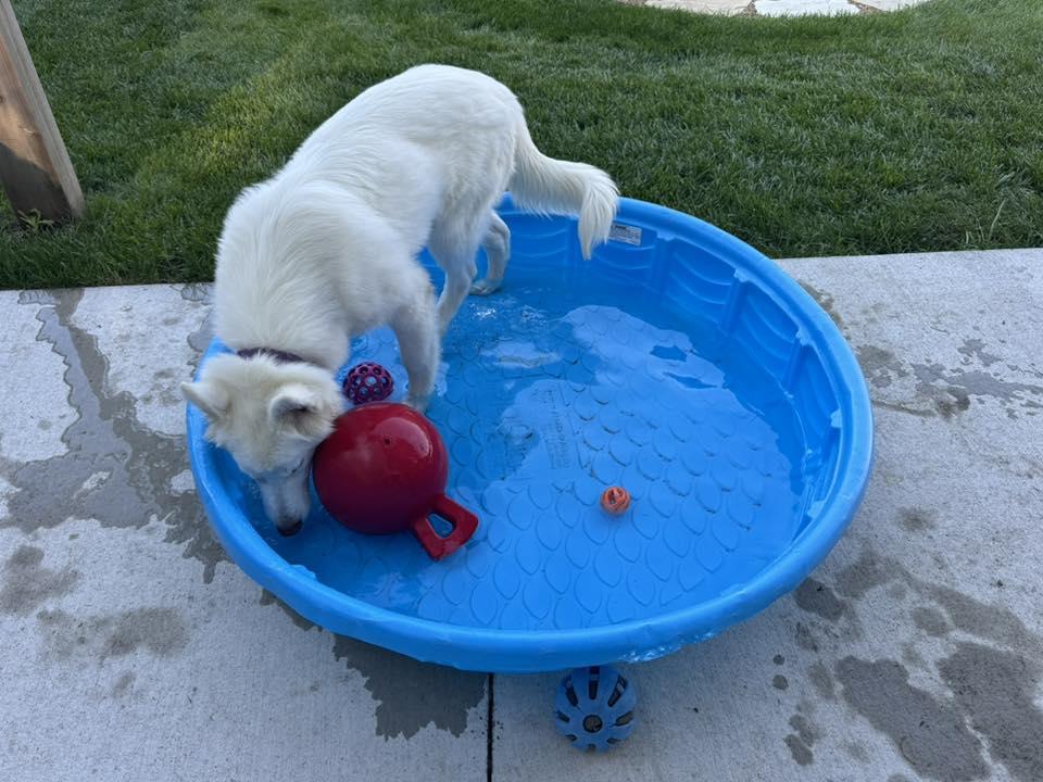 Aspen, Adoptable, Young Female Husky.