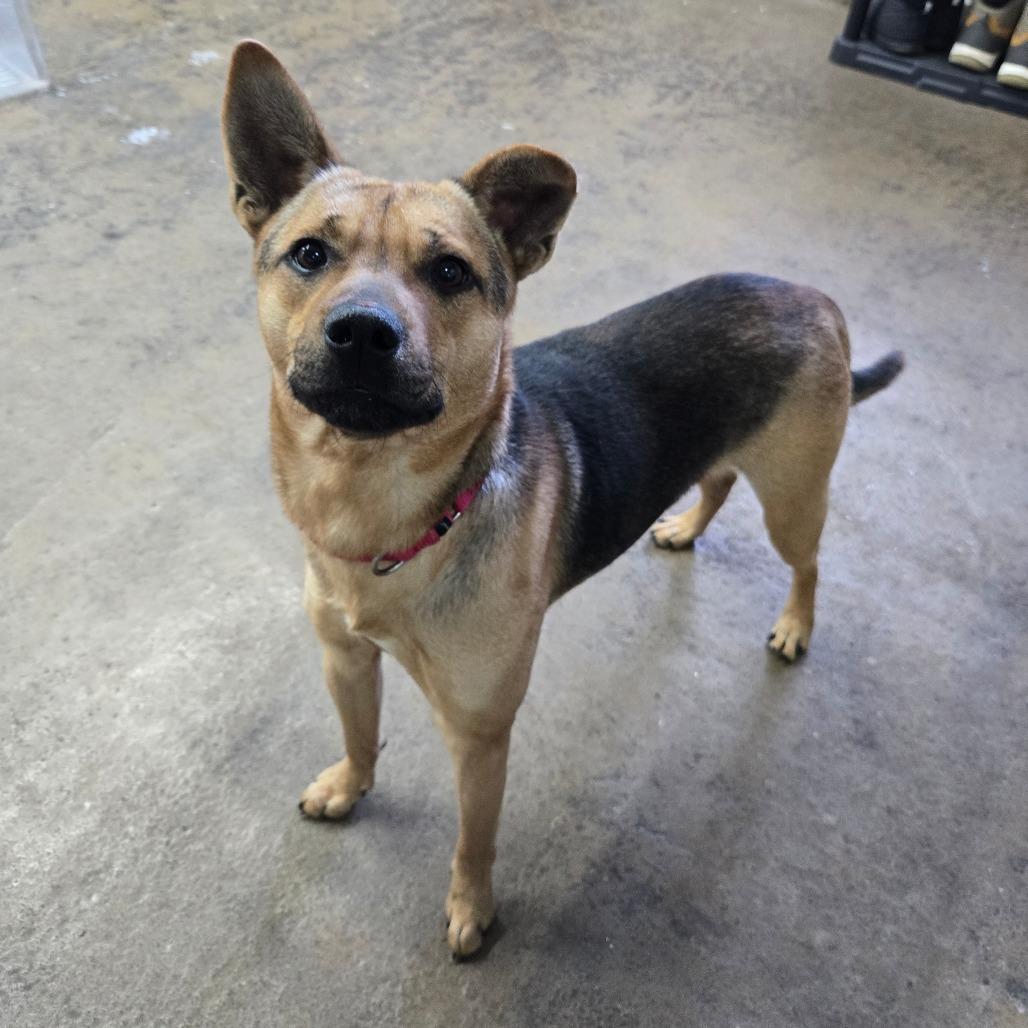 Bucky, Adoptable, Adult Male Shepherd.