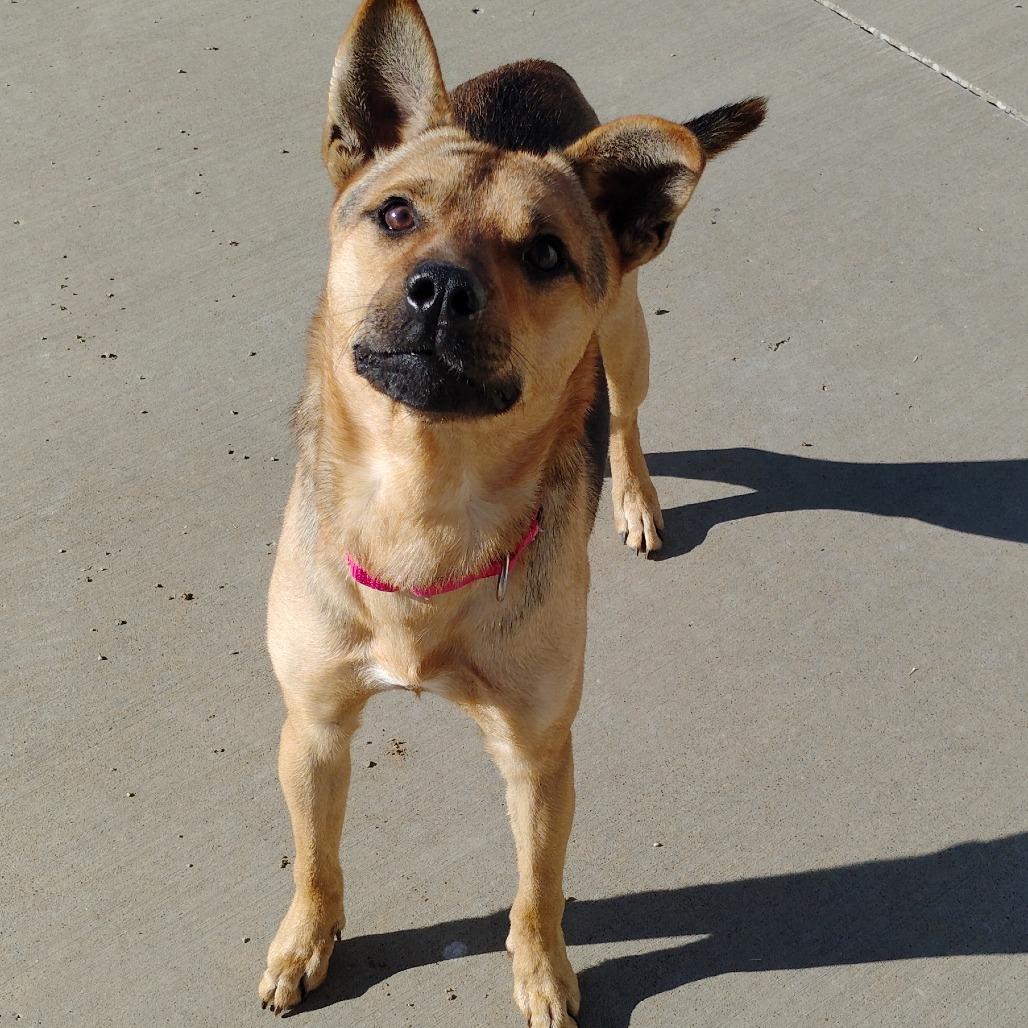 Enlarge Bucky, a Adoptable mixed breed in Tulsa, OK image 1/5