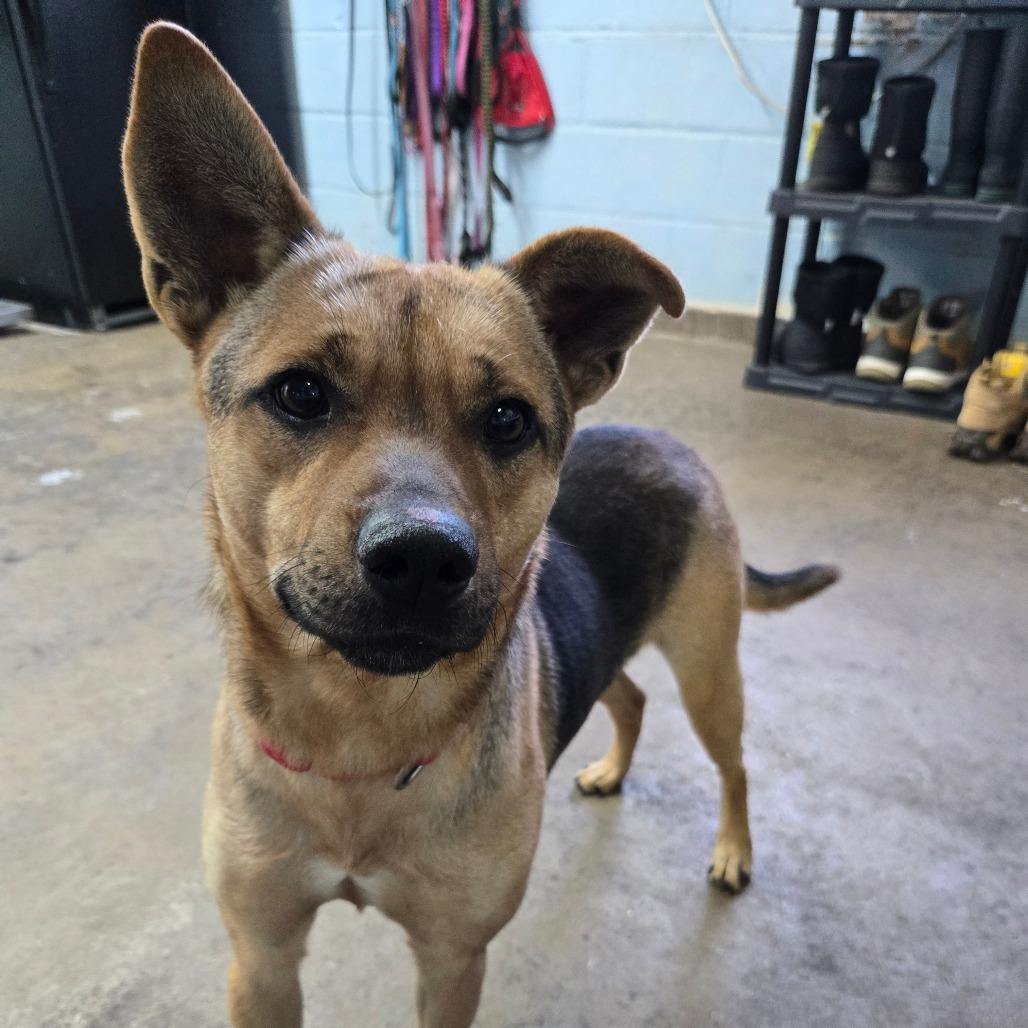 Enlarge Bucky, a Adoptable mixed breed in Tulsa, OK image 3/6