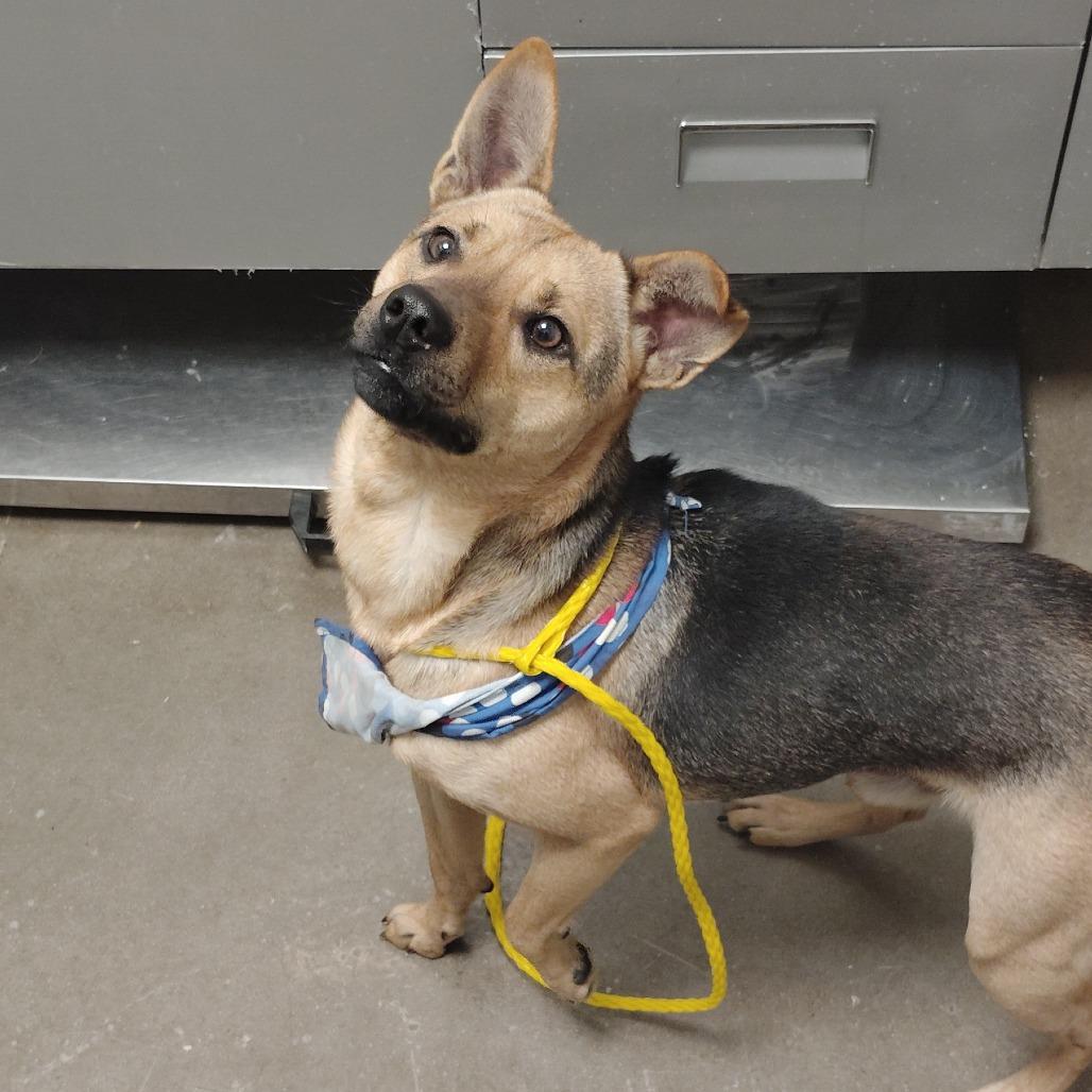 Enlarge Bucky, a Adoptable mixed breed in Tulsa, OK image 3/5