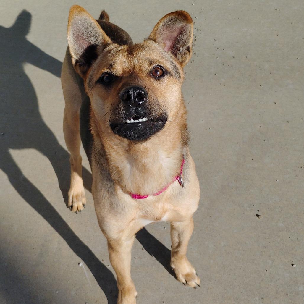 Enlarge Bucky, a Adoptable mixed breed in Tulsa, OK image 5/5