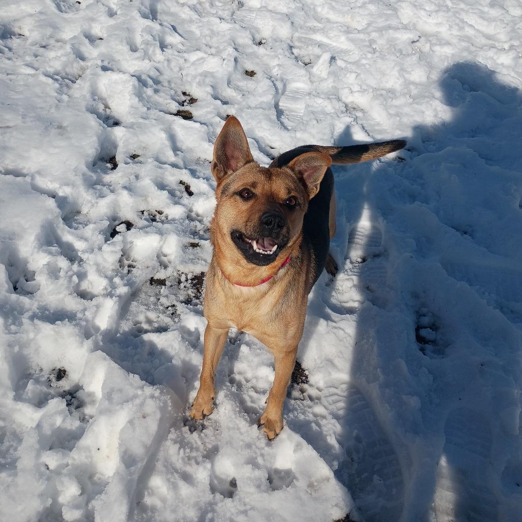 Enlarge Bucky, a Adoptable mixed breed in Tulsa, OK image 5/6
