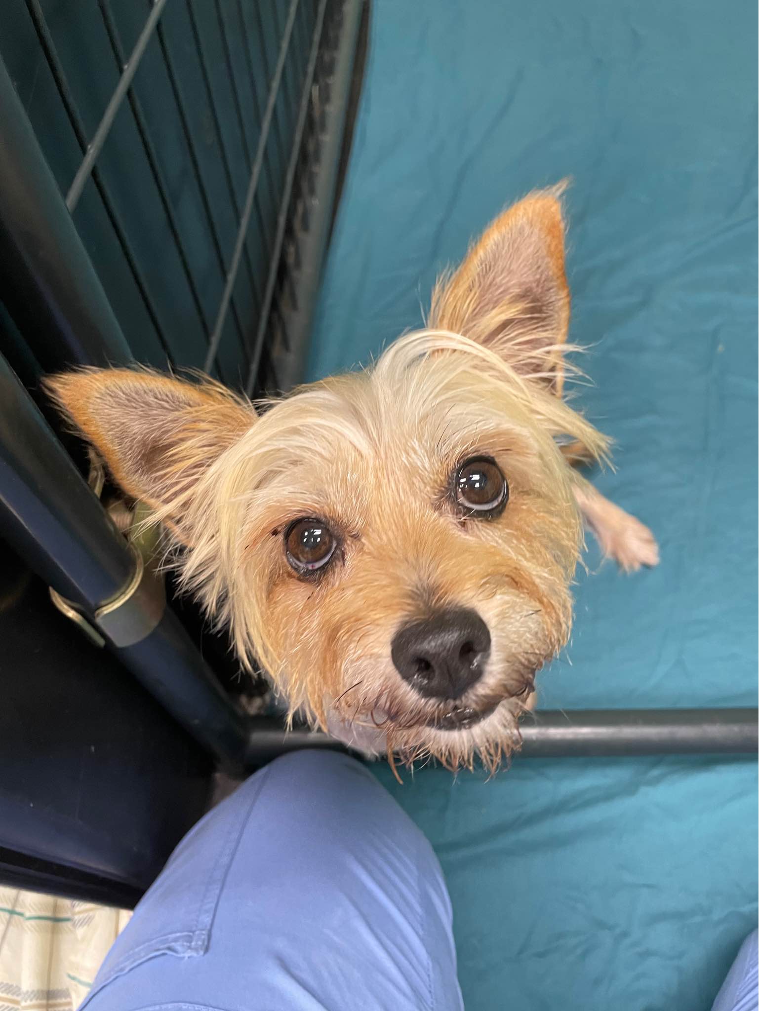 Enlarge Patty, a Adopted Yorkshire Terrier in Bishopville, SC image 1/3
