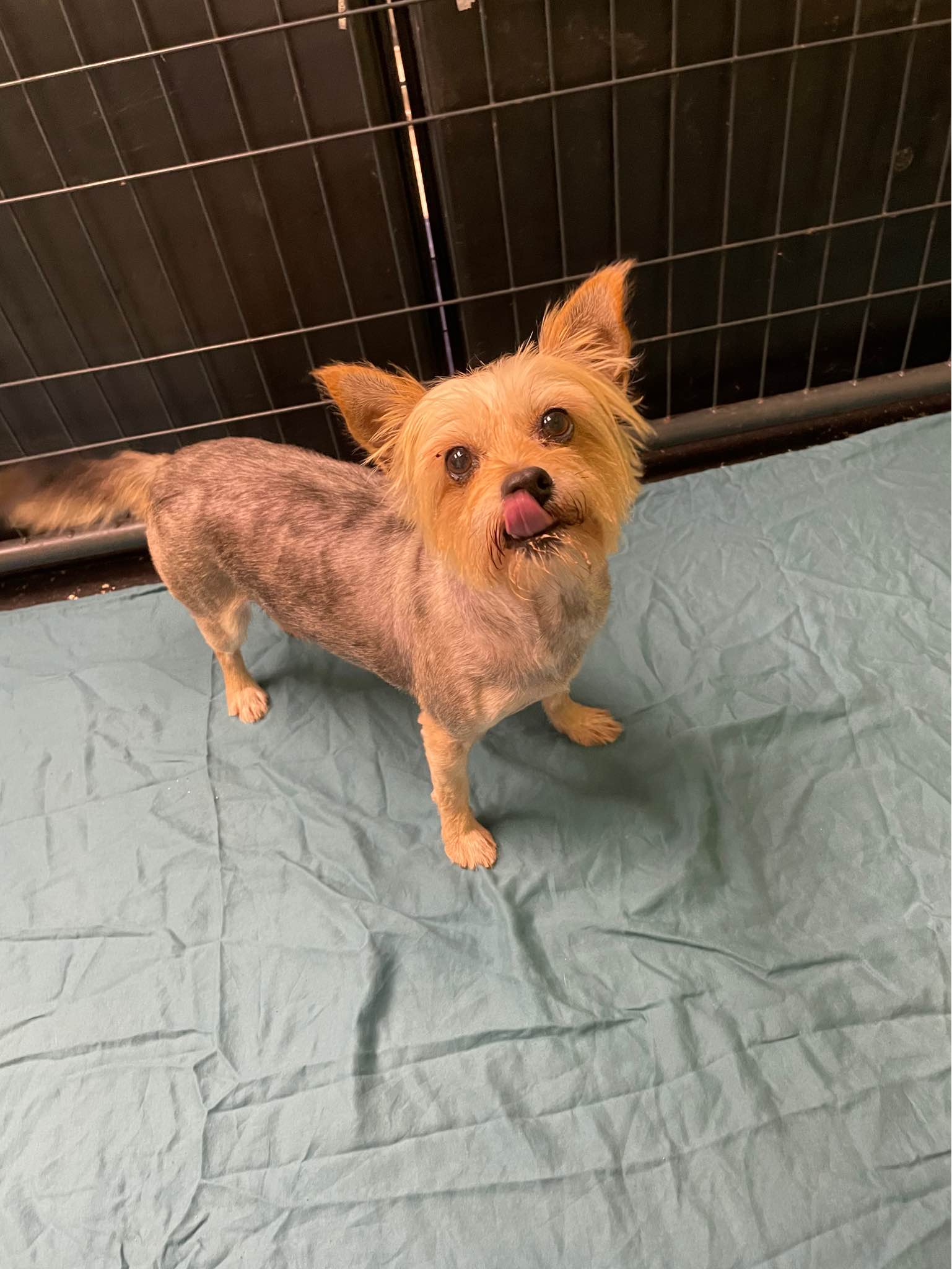 Enlarge Patty, a Adopted Yorkshire Terrier in Bishopville, SC image 2/3