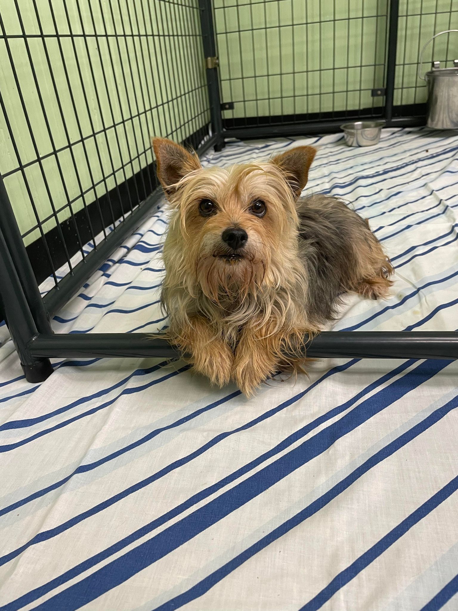 Enlarge Patty, a Adopted Yorkshire Terrier in Bishopville, SC image 3/3