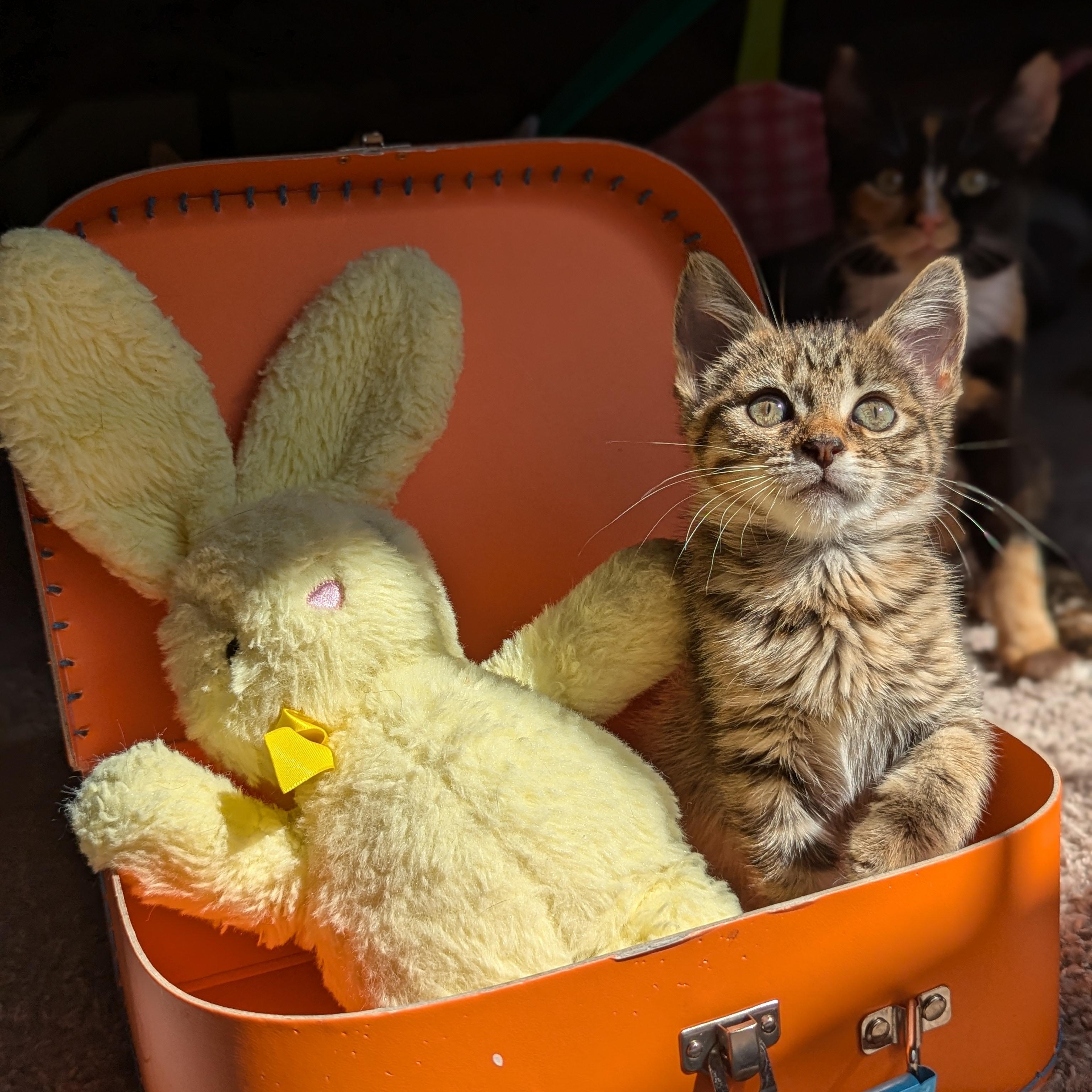 Enlarge Jane (The Little Legends litter), an adopted Domestic Short Hair in Atlanta, GA image 2/6