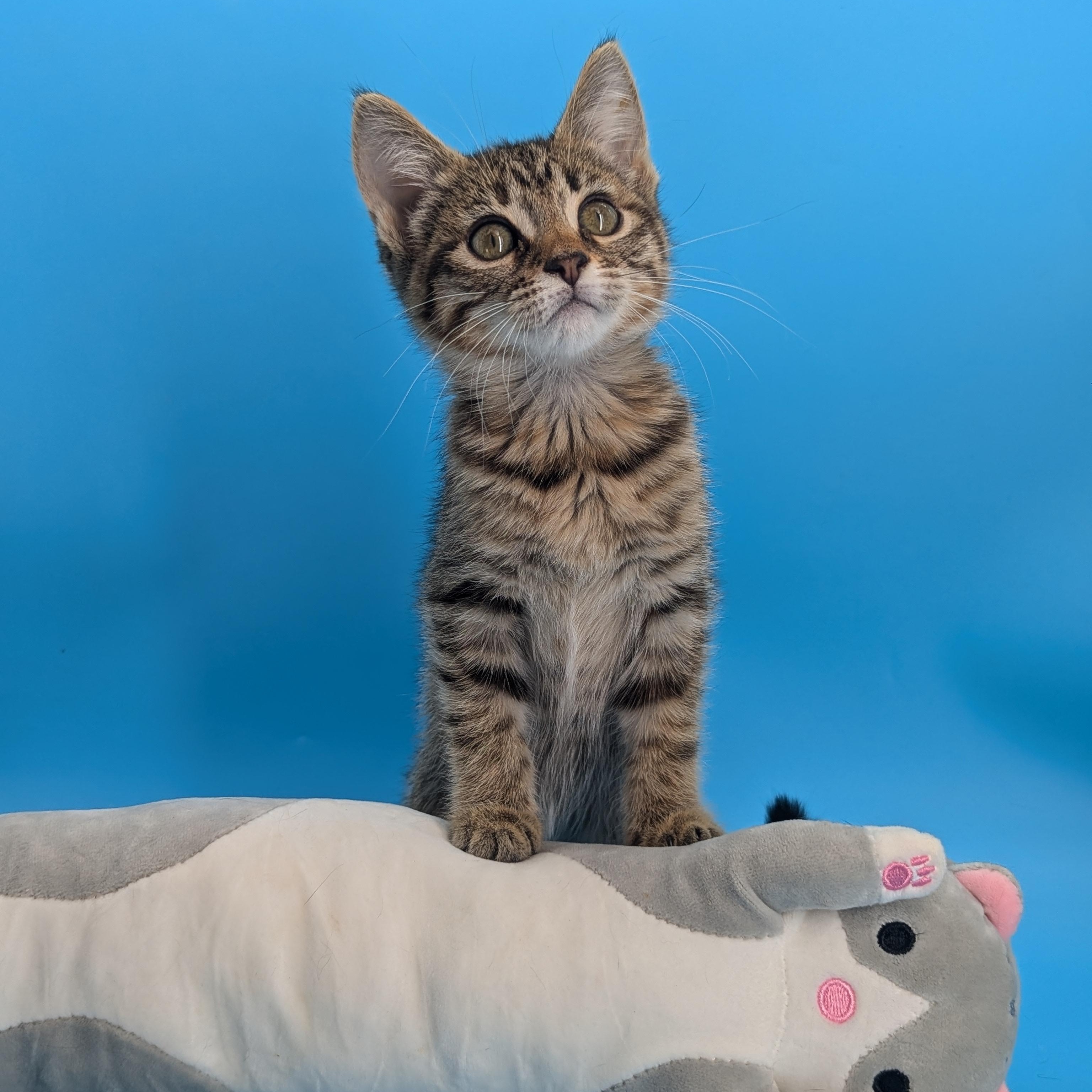 Enlarge Jane (The Little Legends litter), an adopted Domestic Short Hair in Atlanta, GA image 1/6