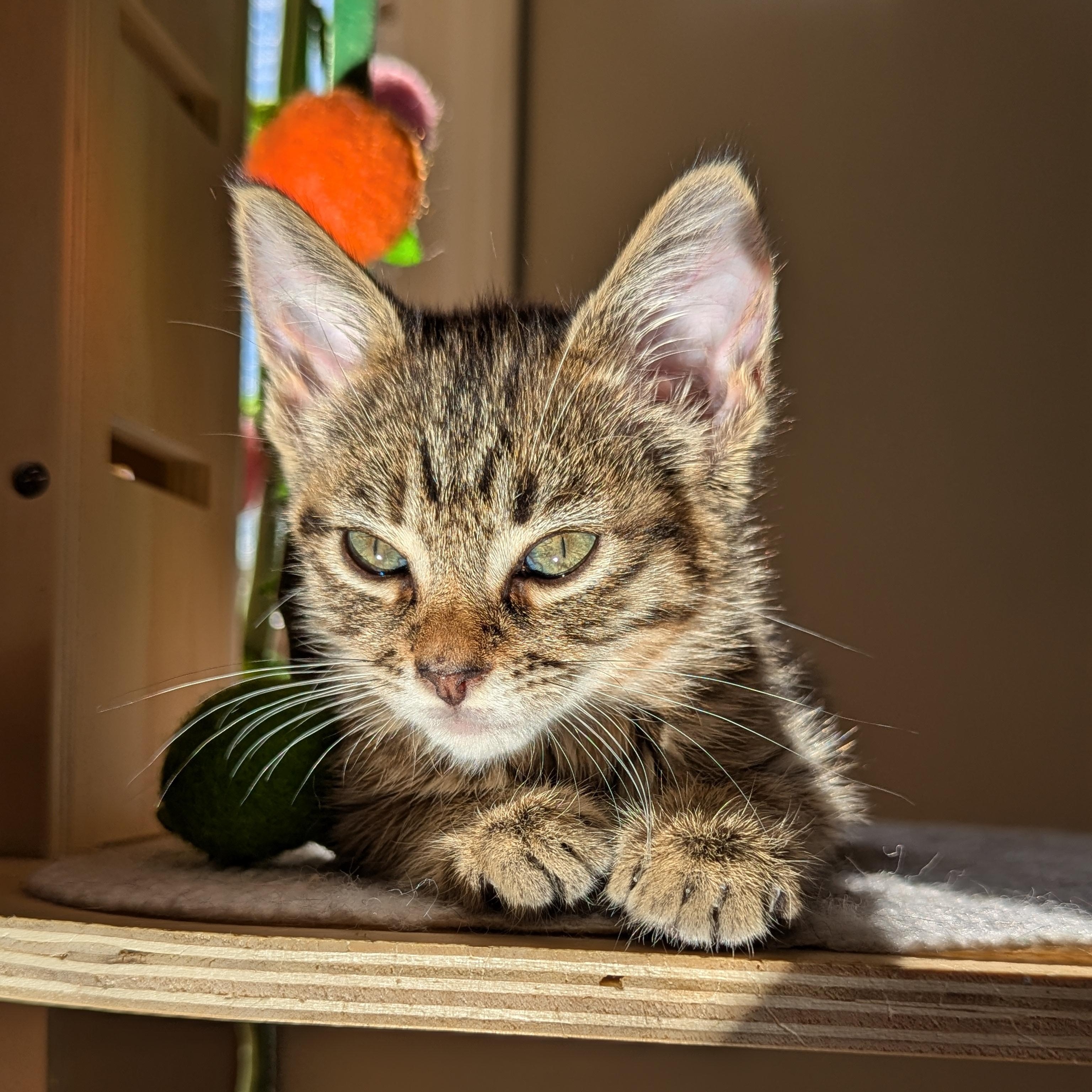 Enlarge Jane (The Little Legends litter), an adopted Domestic Short Hair in Atlanta, GA image 4/6