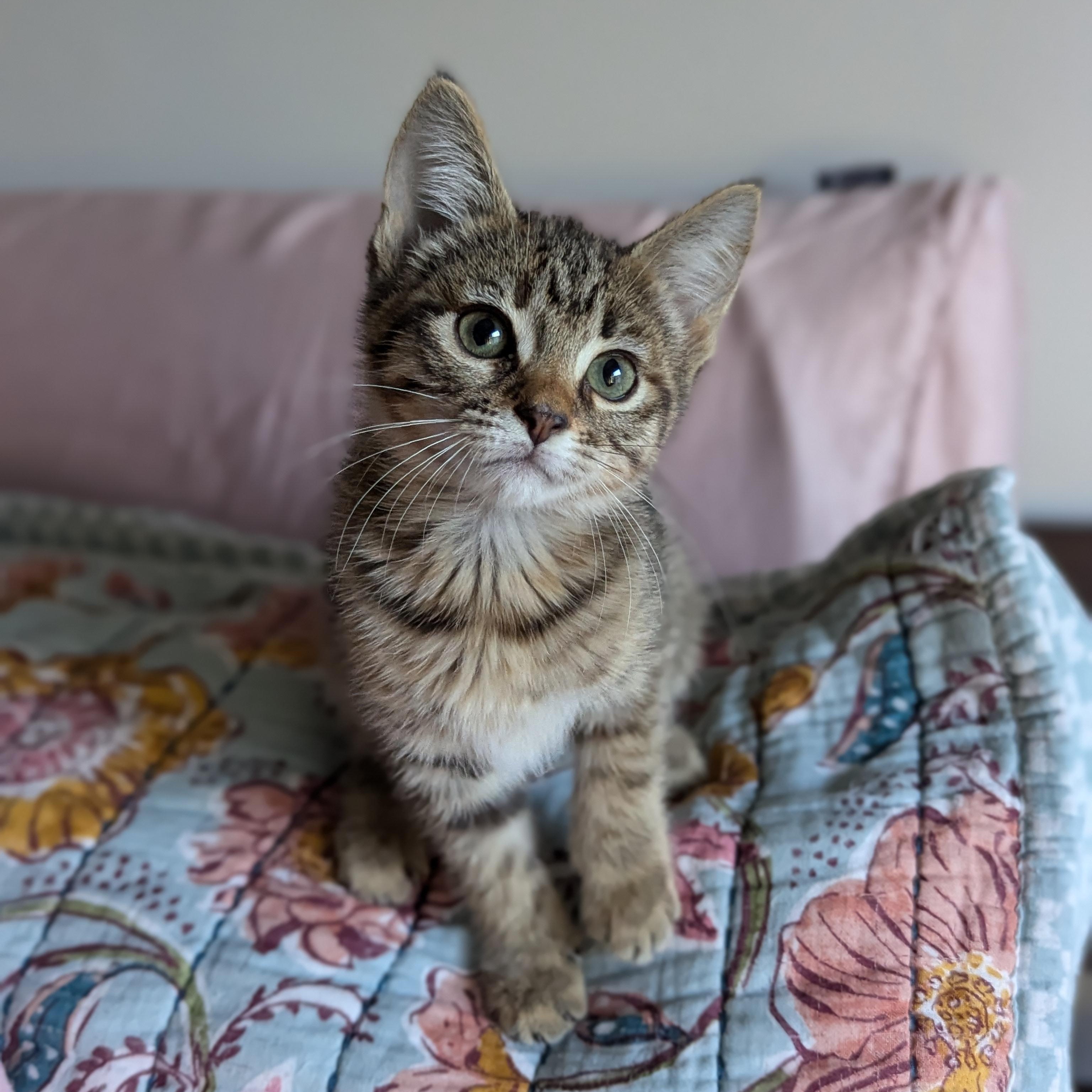 Enlarge Jane (The Little Legends litter), an adopted Domestic Short Hair in Atlanta, GA image 5/6