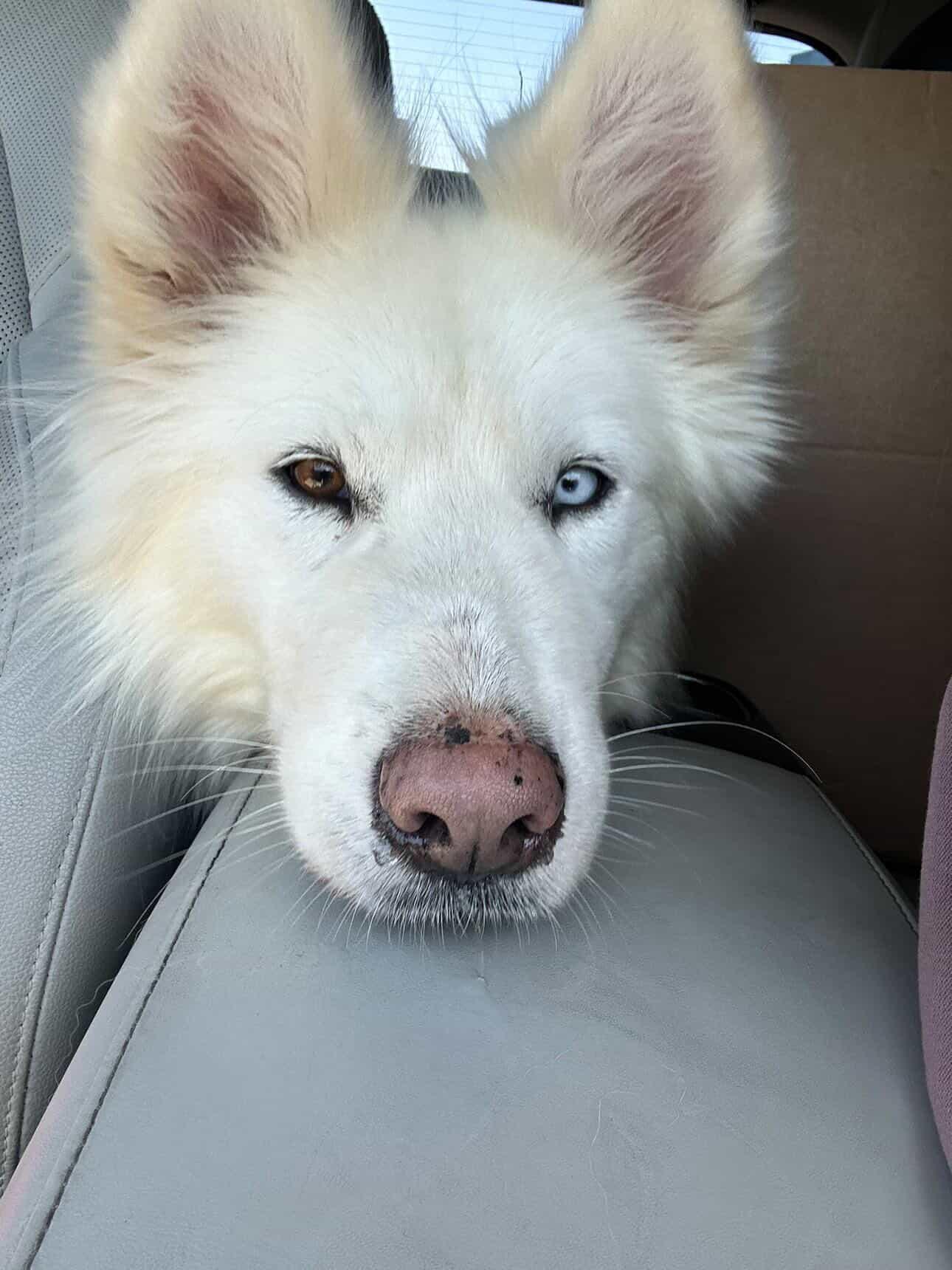 Max the Tripaw, a ADOPTABLE Husky in Vancouver, BC image 2/6