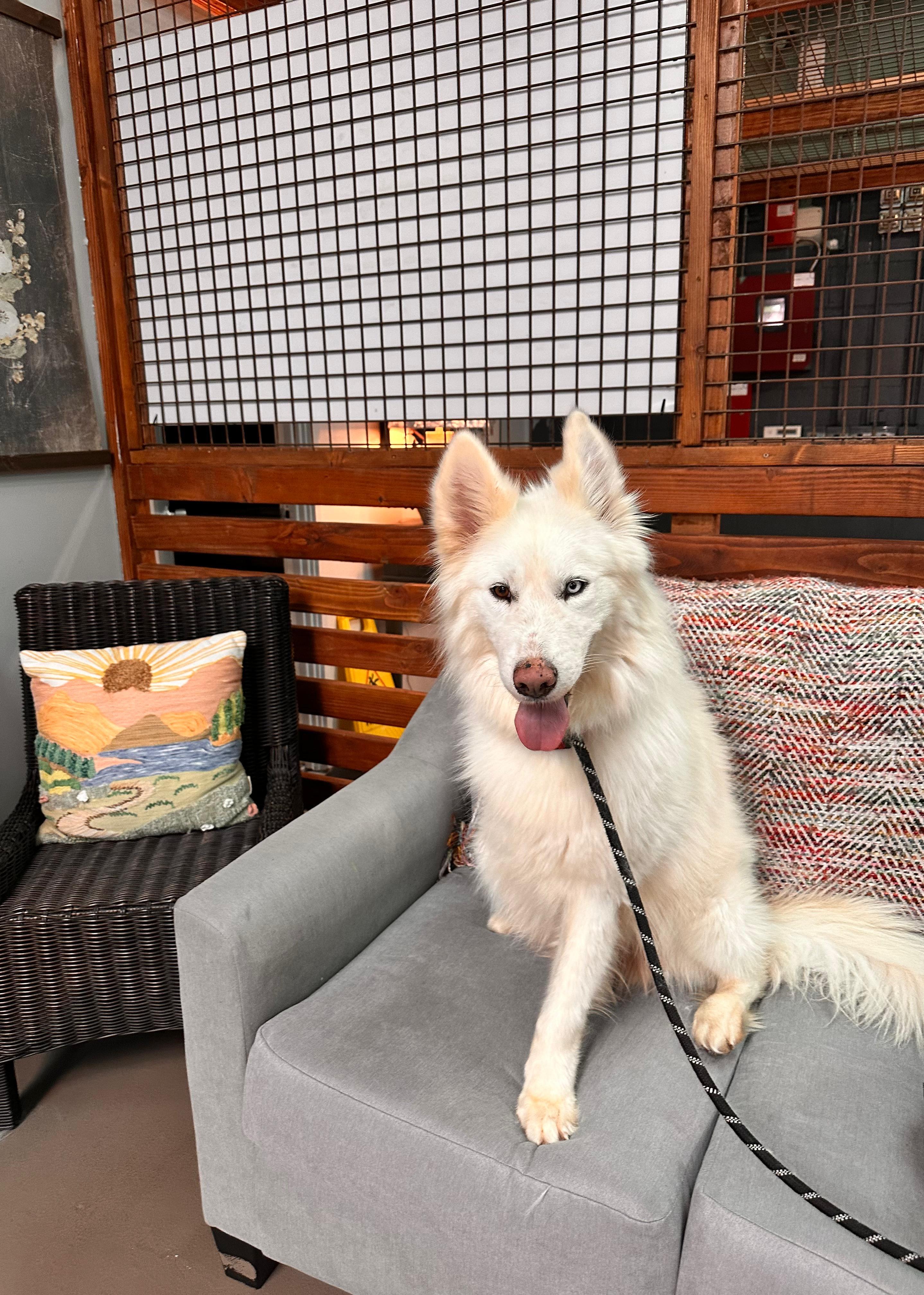 Max the Tripaw, a ADOPTABLE Husky in Vancouver, BC image 6/6