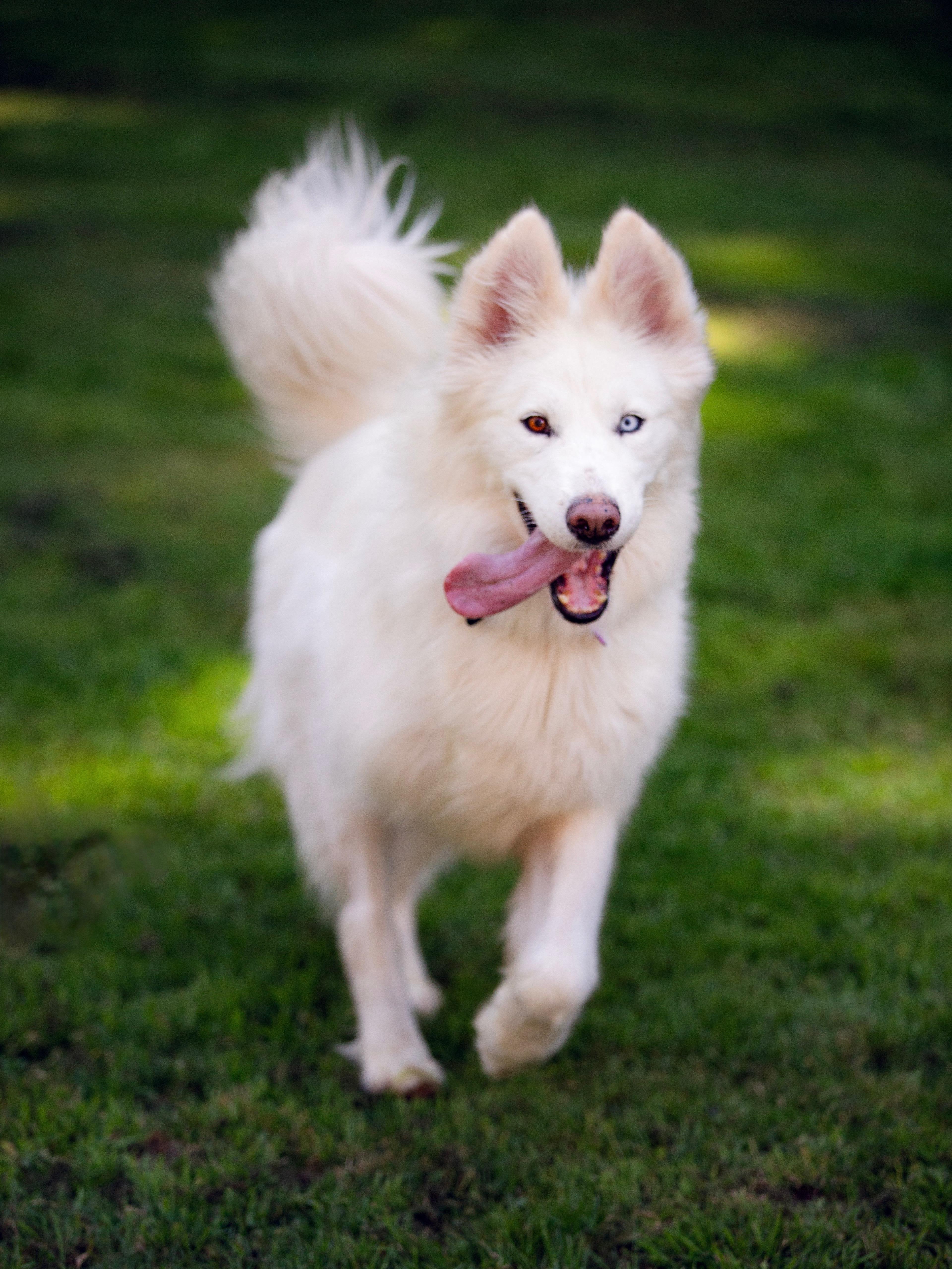 Max the Tripaw, a ADOPTABLE mixed breed in Vancouver, BC image 6/6