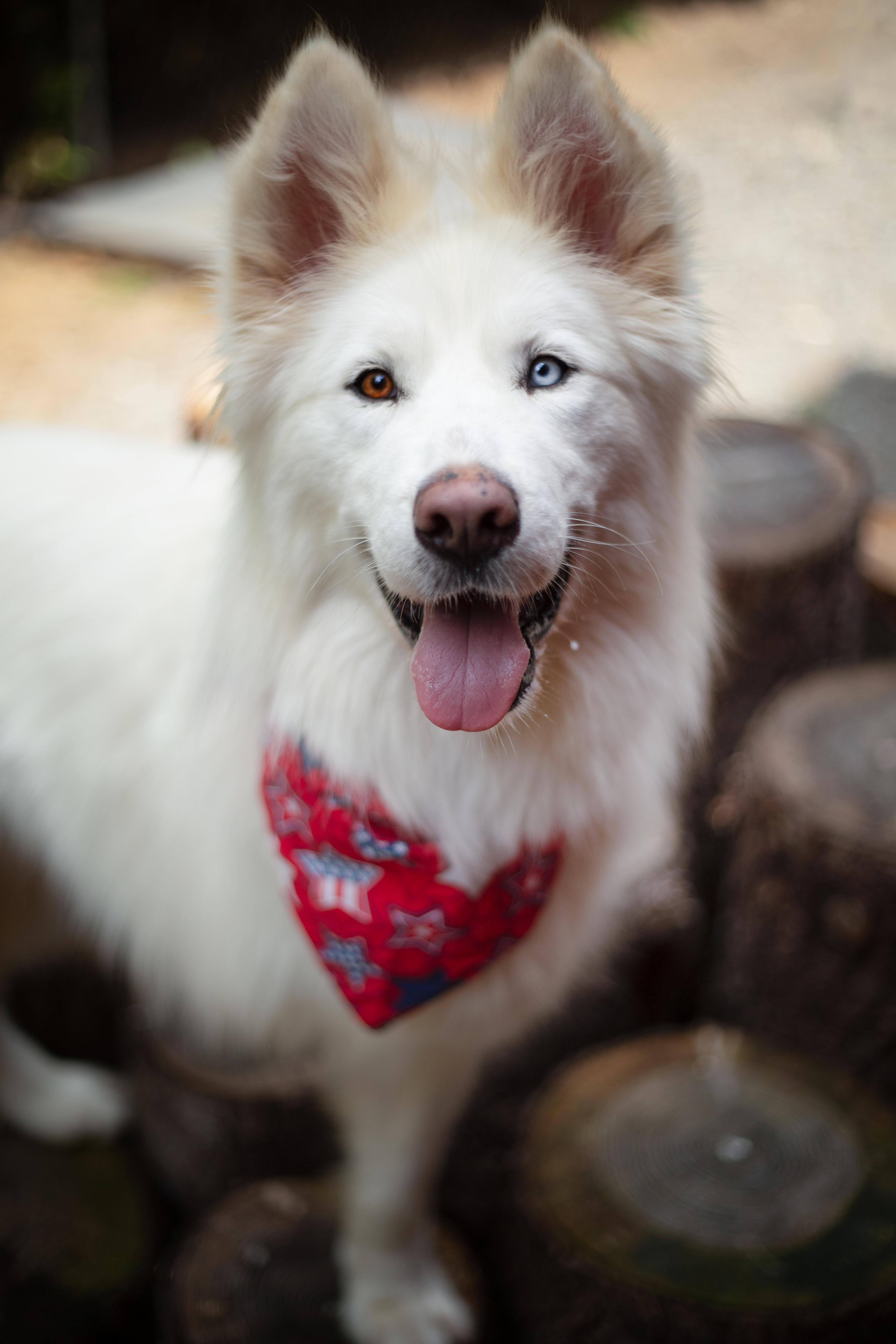 Max the Tripaw, ADOPTABLE, Young Male Husky & Samoyed.