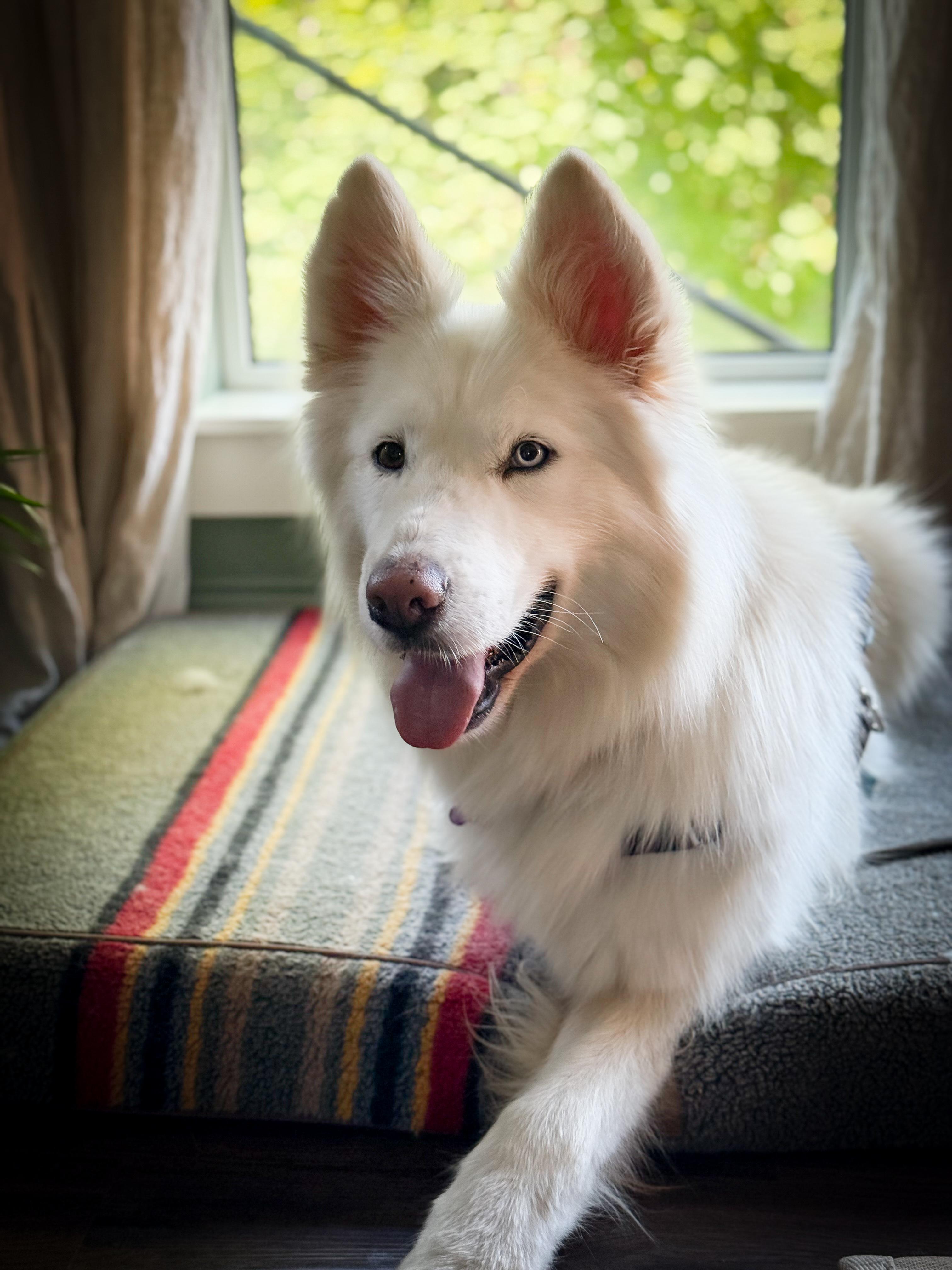 Enlarge Max the Tripaw, a ADOPTABLE mixed breed in Vancouver, BC image 1/6