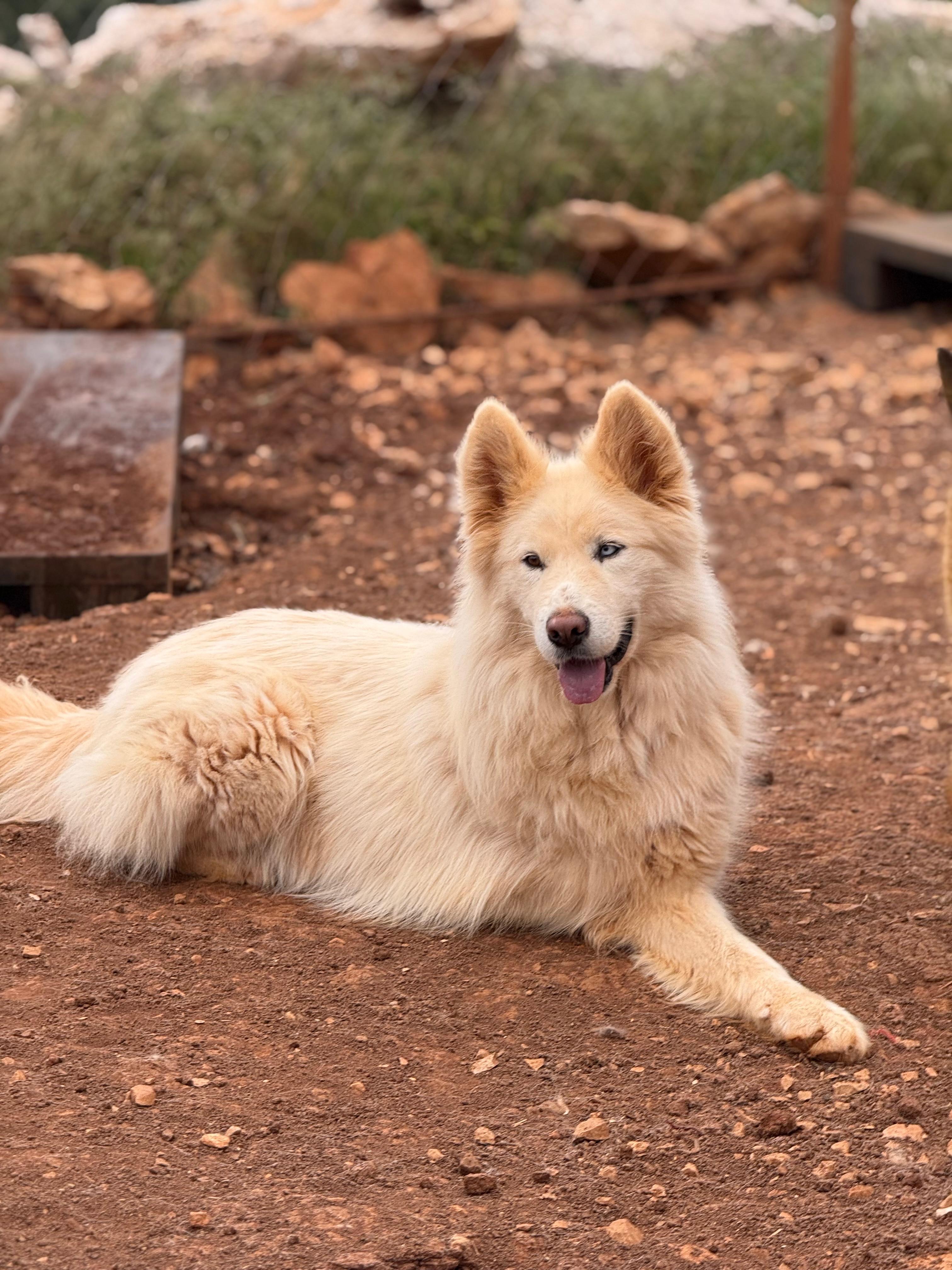 Max the Tripaw, ADOPTABLE, Young Male Husky.