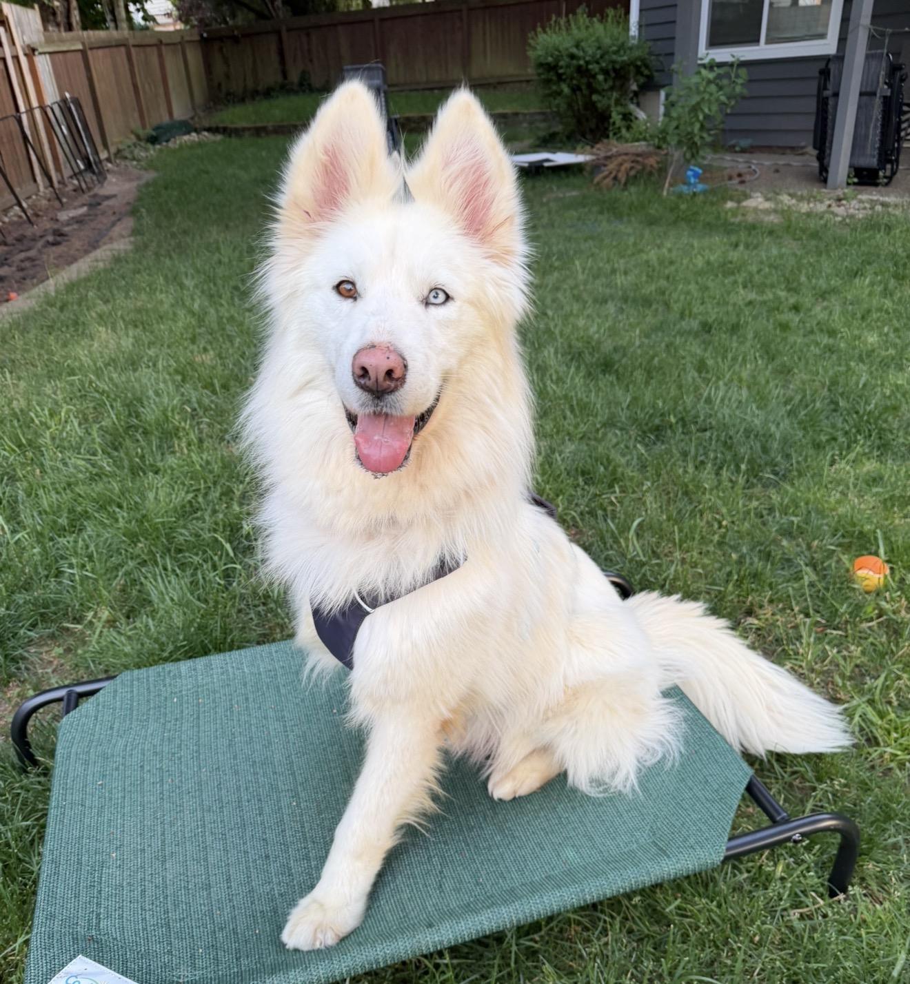 Enlarge Max the Tripaw, a ADOPTABLE mixed breed in Vancouver, BC image 2/6