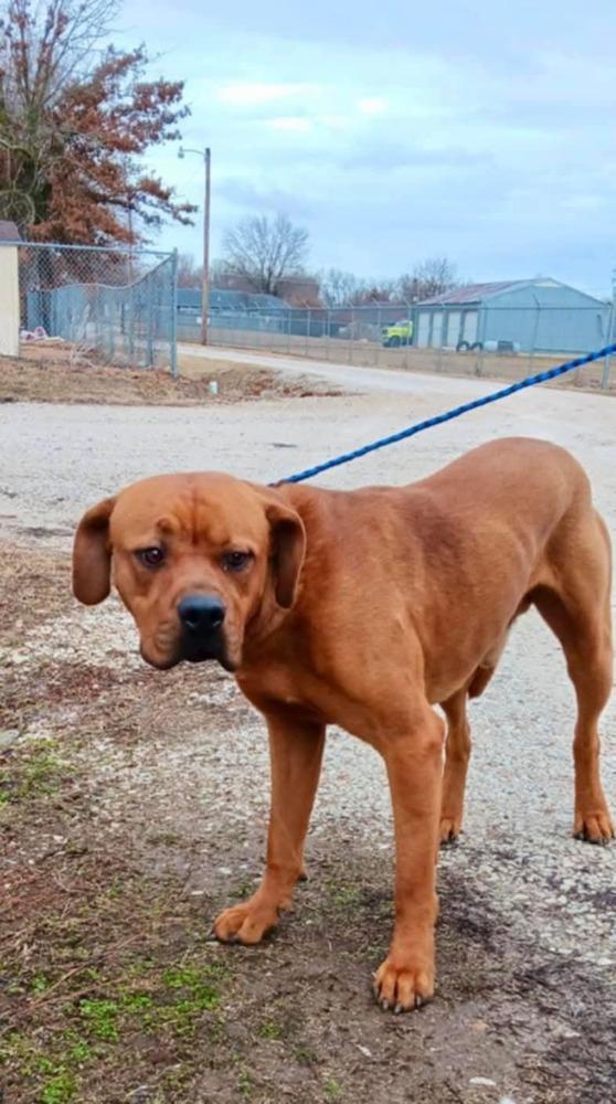 Enlarge Mr.Sonny, a Adoptable mixed breed in Bolivar, MO image 1/1