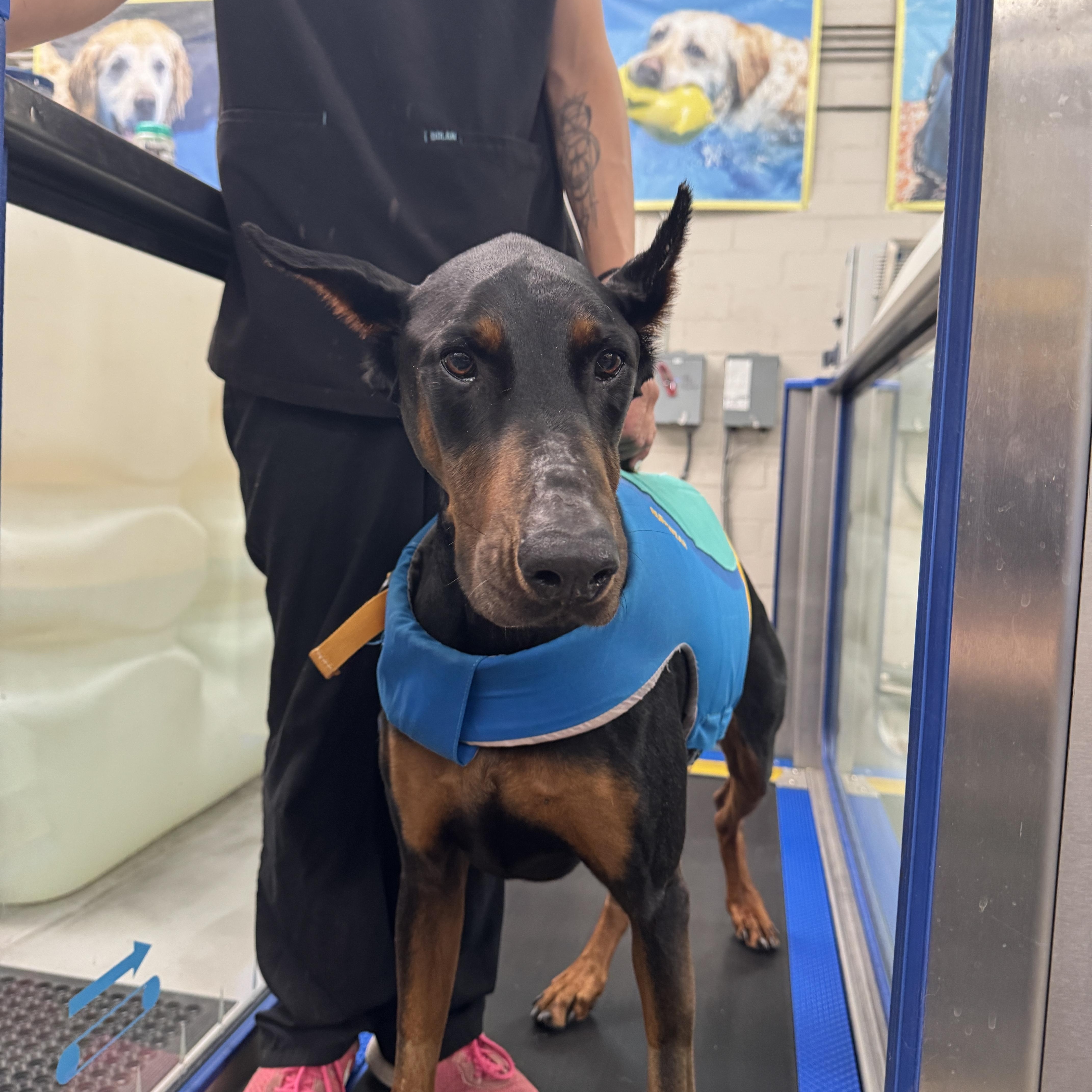 Enlarge Kobe, a Adopted Doberman Pinscher in Los Angeles, CA image 1/1